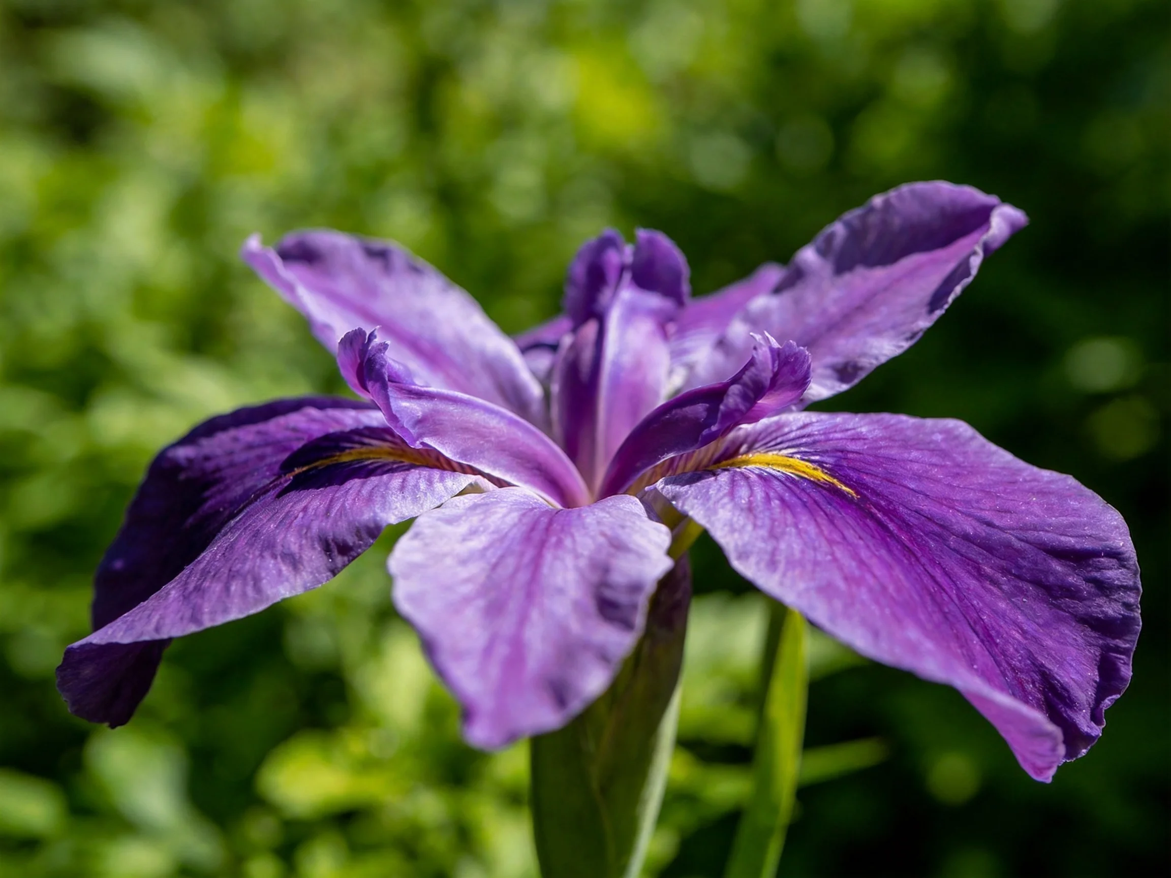 A vibrant purple iris blooms against a lush green backdrop