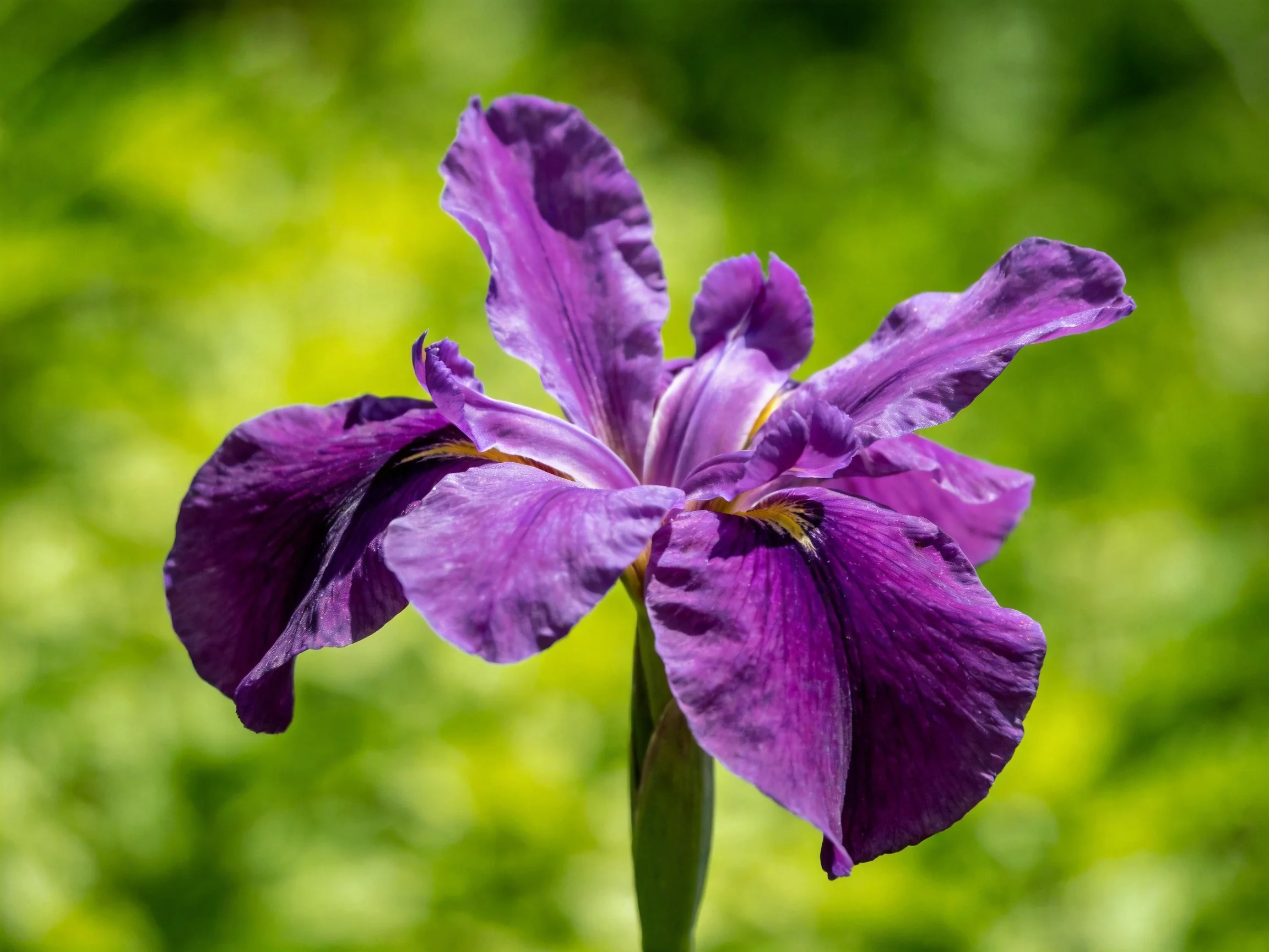 A vibrant purple iris blooms against a lush green backdrop