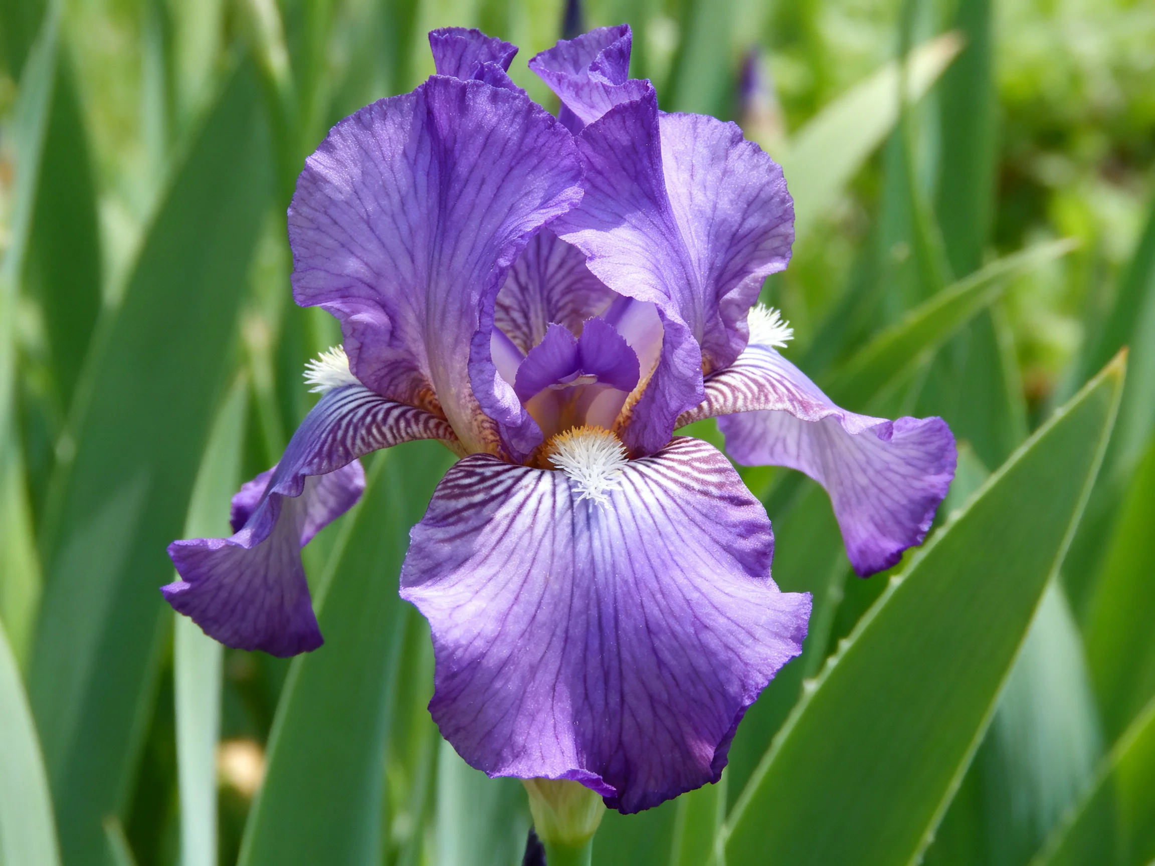 A vibrant purple iris blooms amid lush green foliage