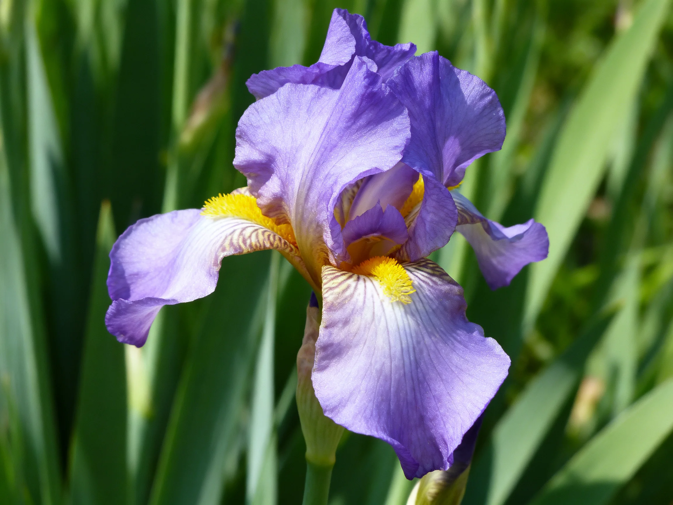 A vibrant purple iris blooms amid lush green foliage