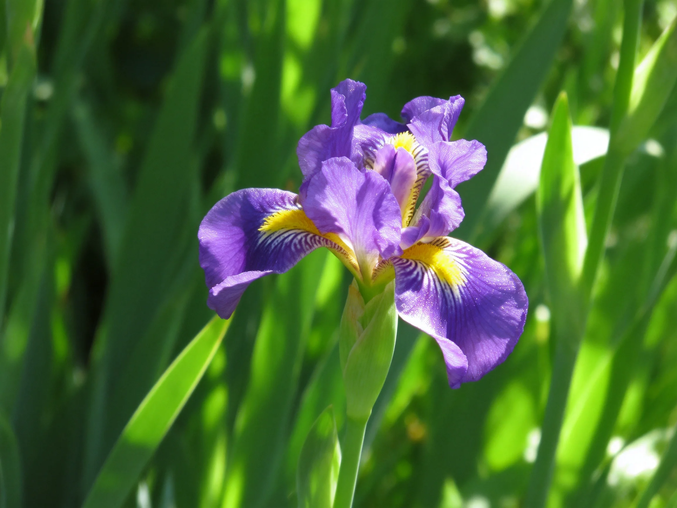 A vibrant purple iris blooms among dense green foliage