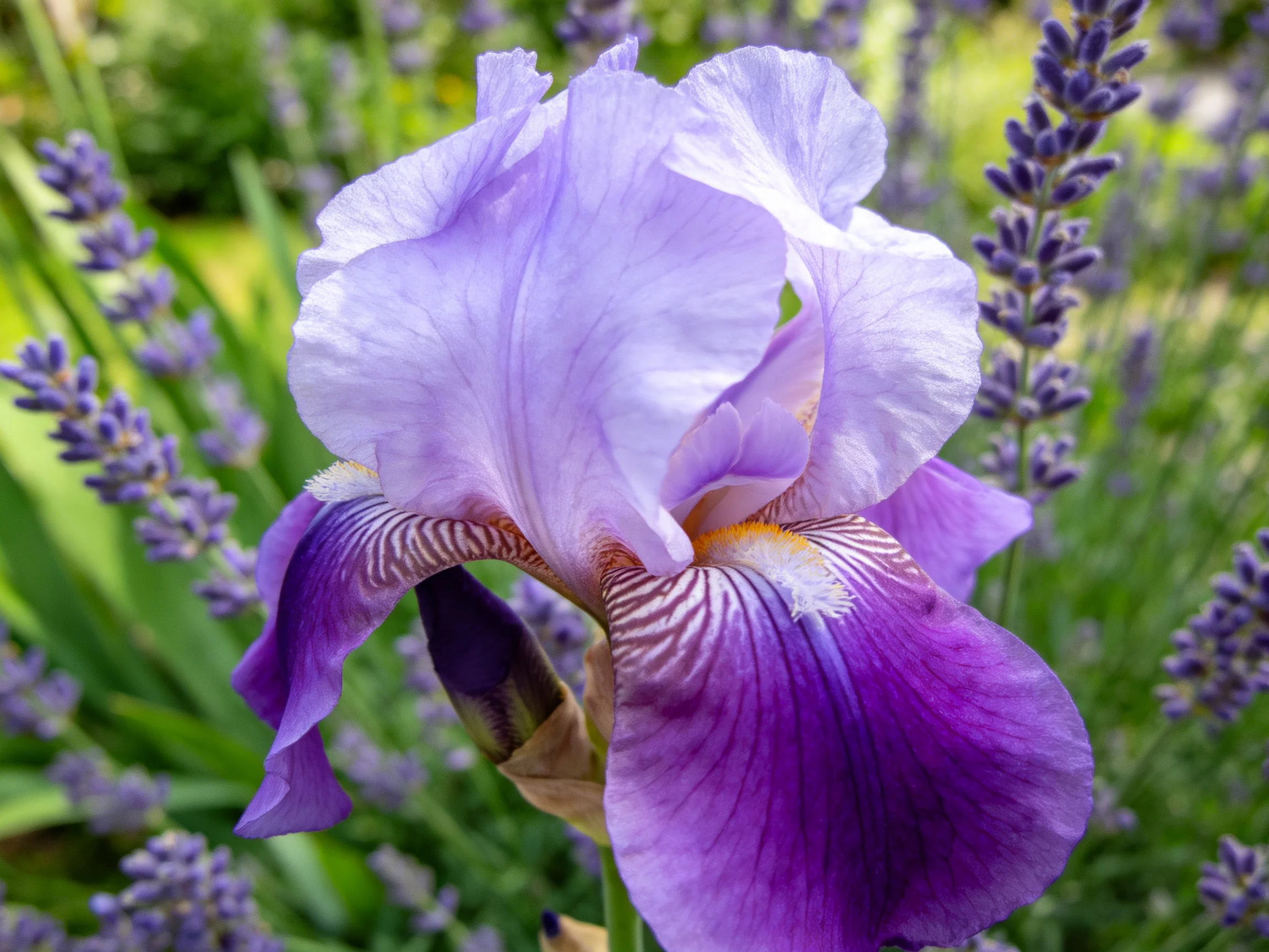 A vibrant purple iris blooms among lavender flowers