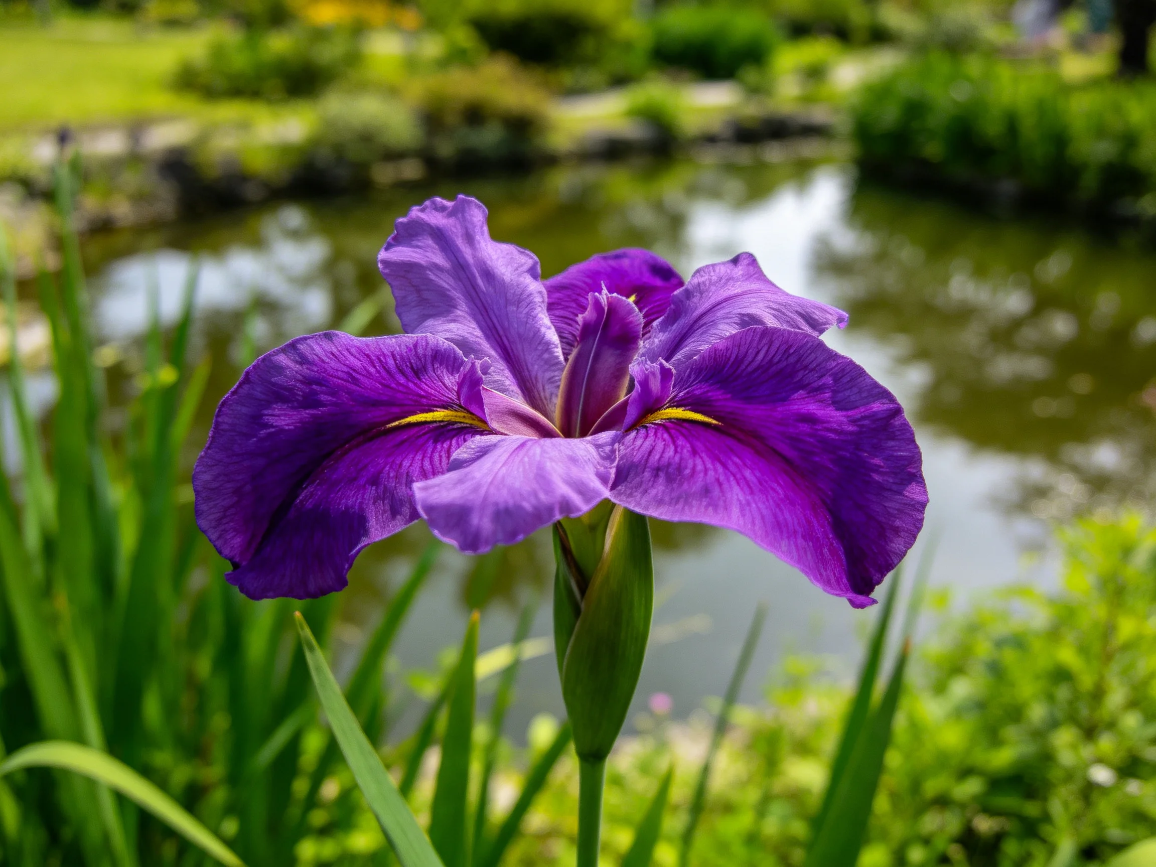A vibrant purple iris blooms by a tranquil pond