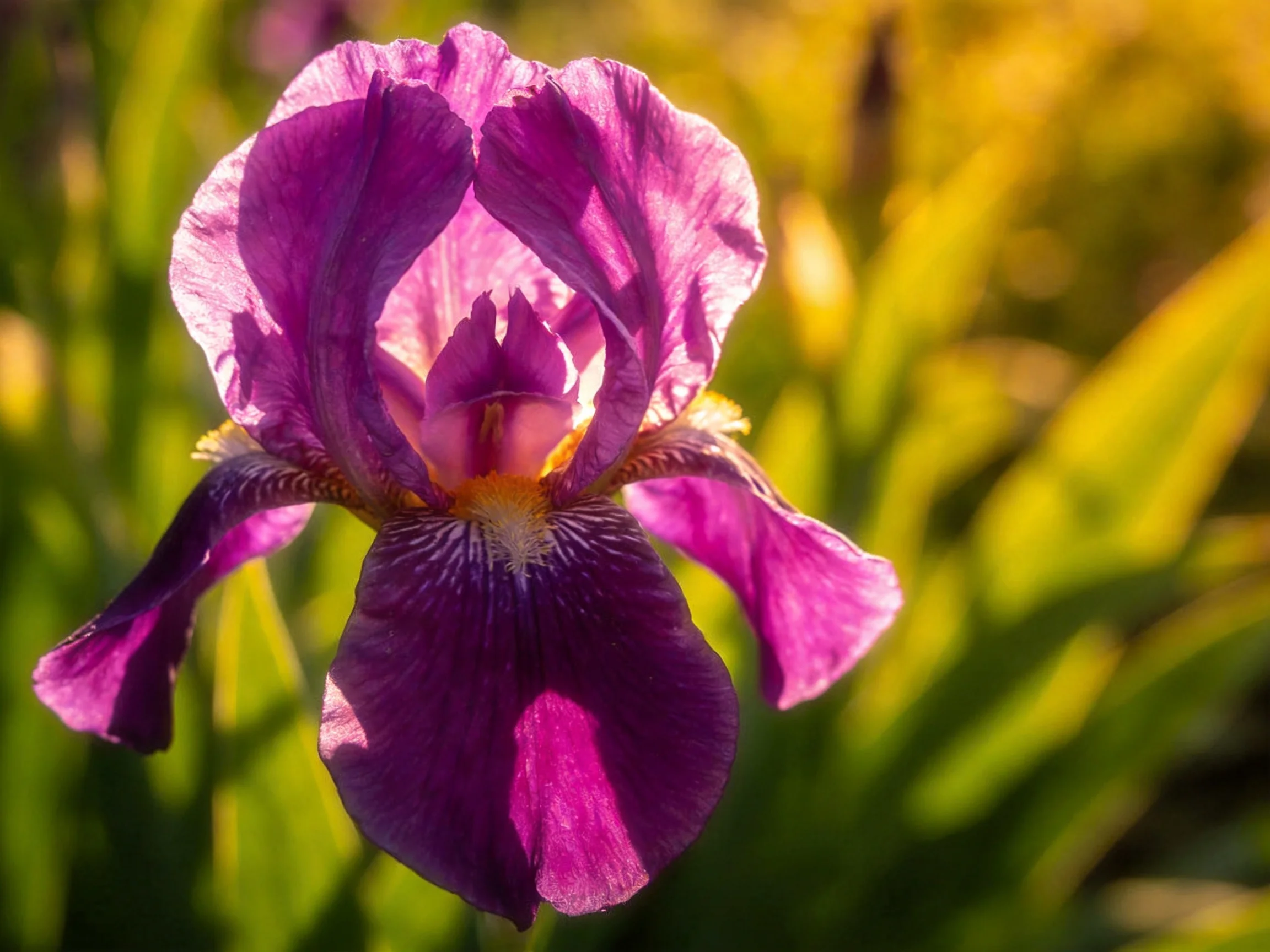A vibrant purple iris blooms in sunlit green surroundings