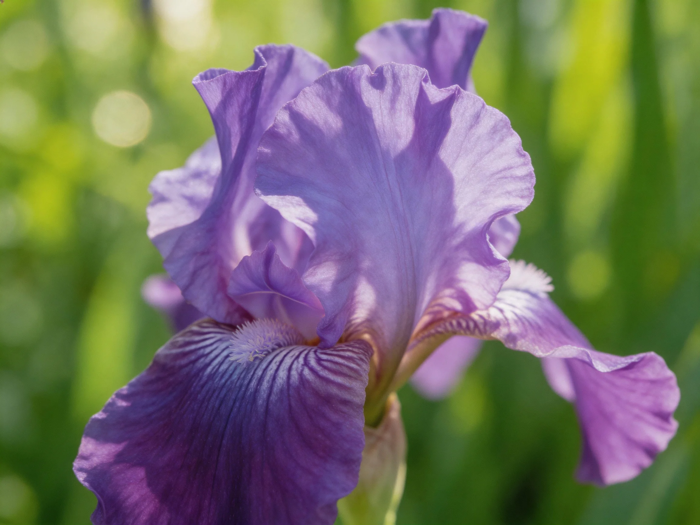 A vibrant purple iris blooms sharply focused with soft green backdrop