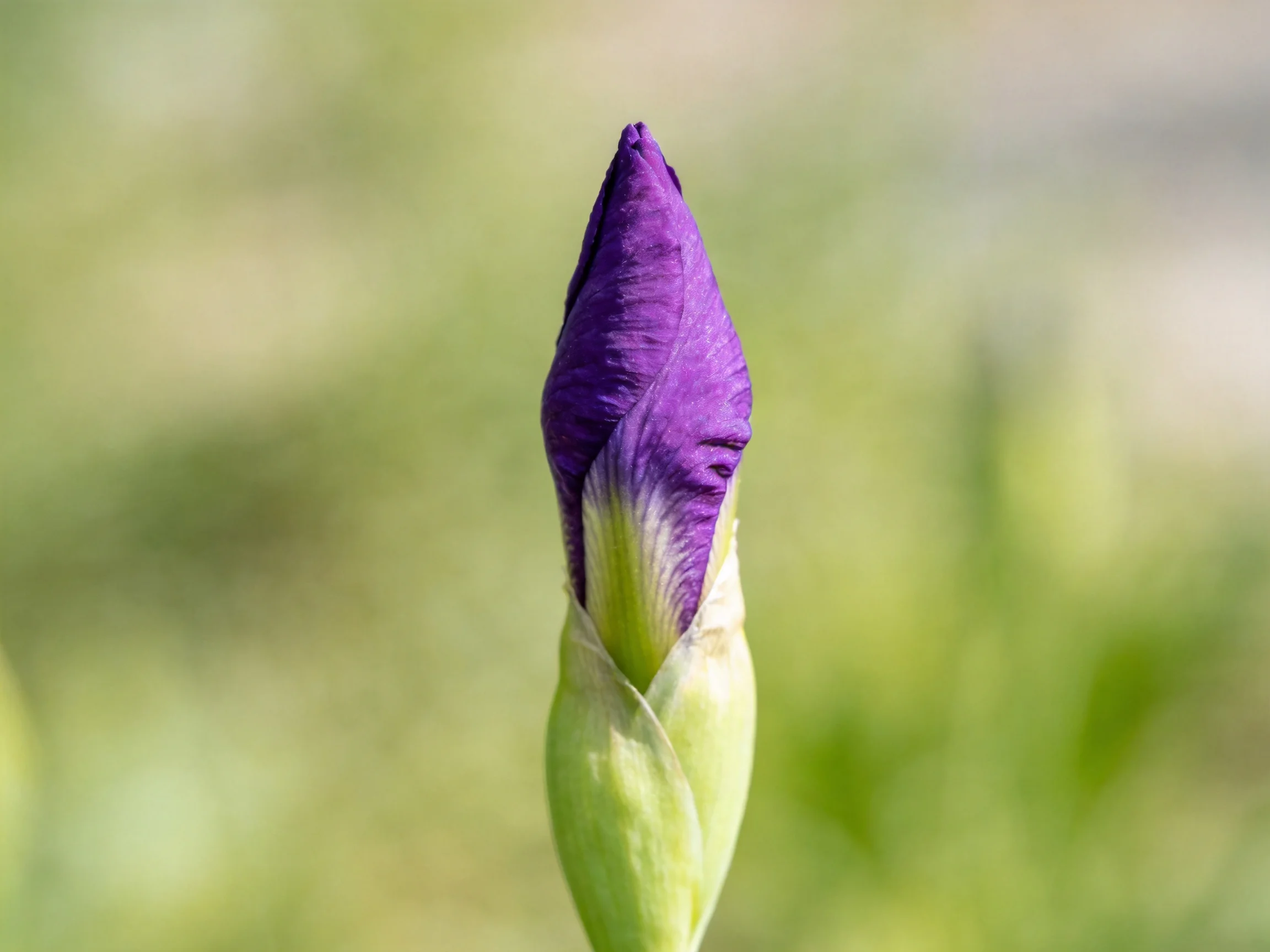 A vibrant purple iris bud with a green stem against blurred greenery
