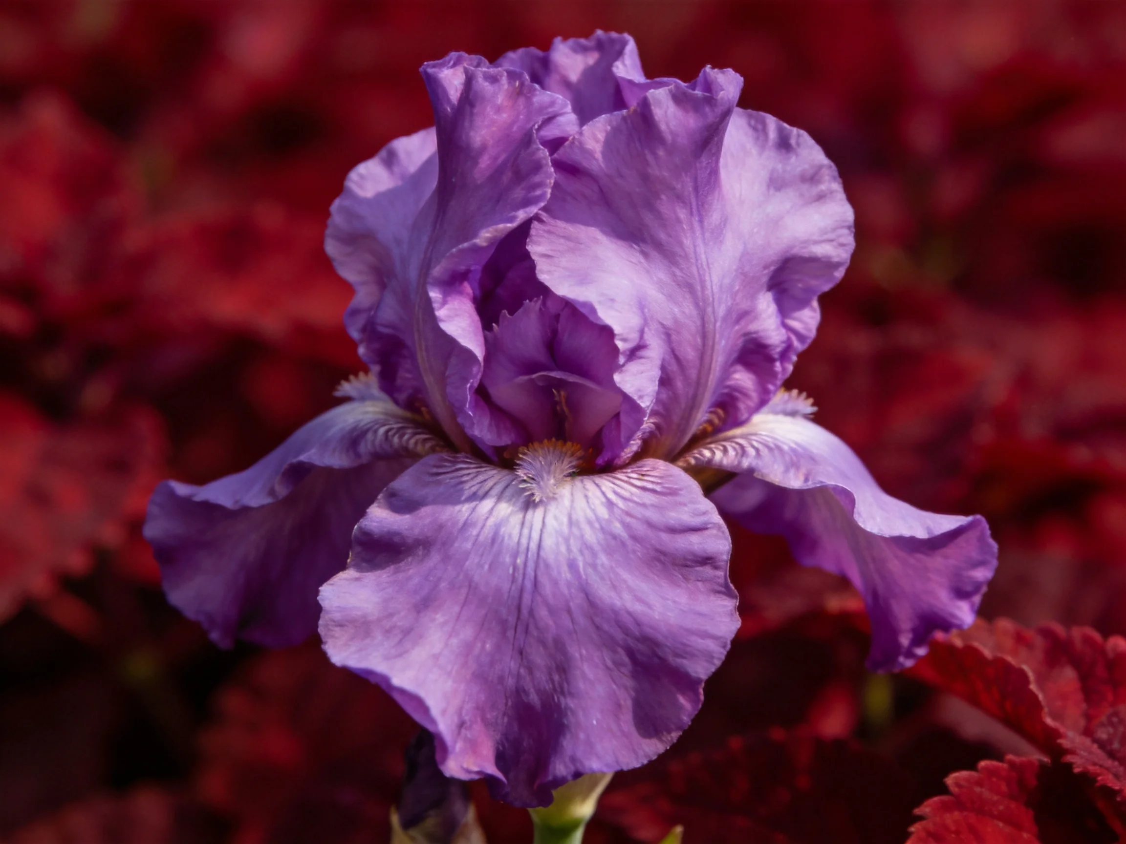 A vibrant purple iris stands out against deep red leafy backdrop
