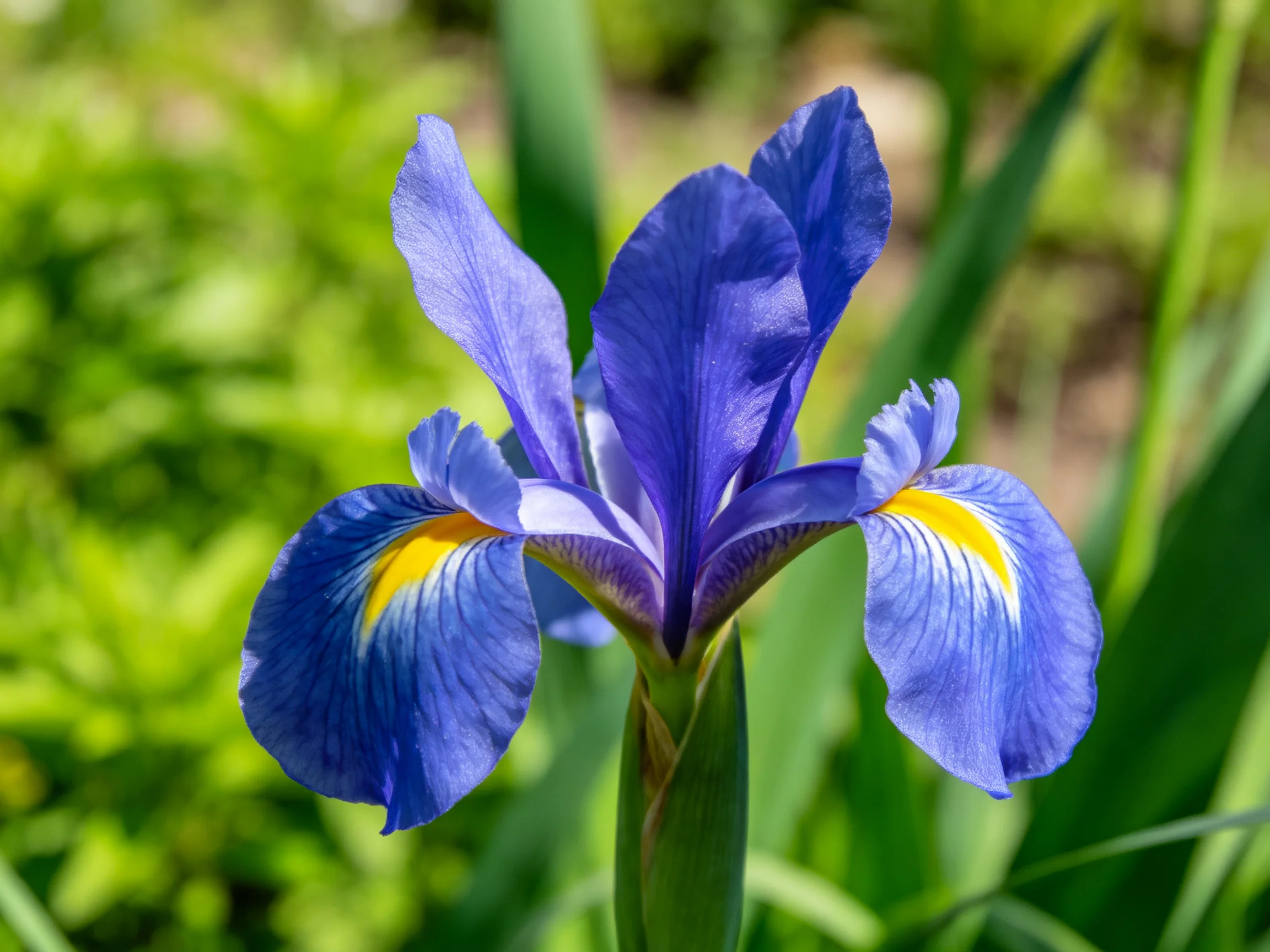 A vibrant purple iris with golden accents blooms amid lush greenery
