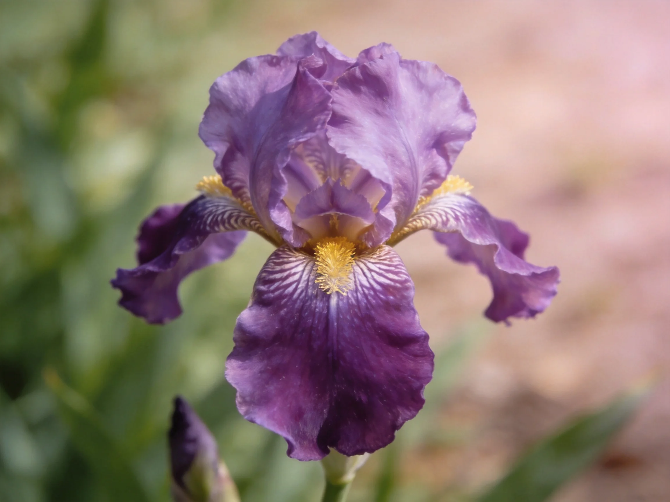 A vibrant purple iris with golden center accents