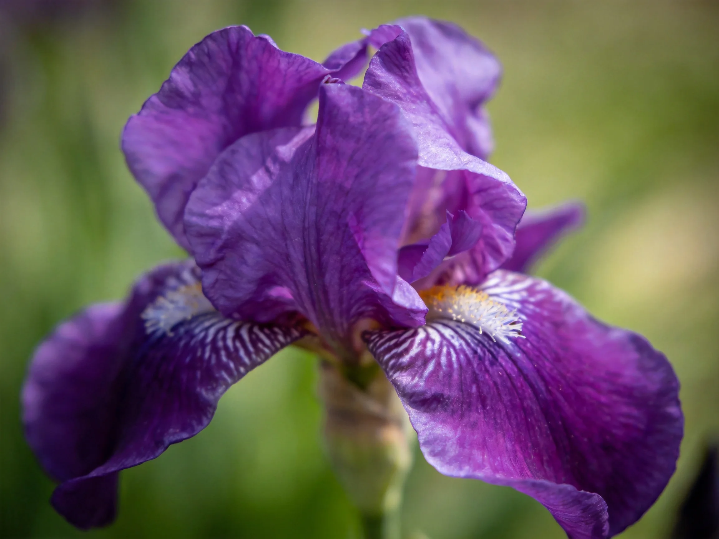 A vibrant purple iris with intricate petal patterns and soft green backdrop