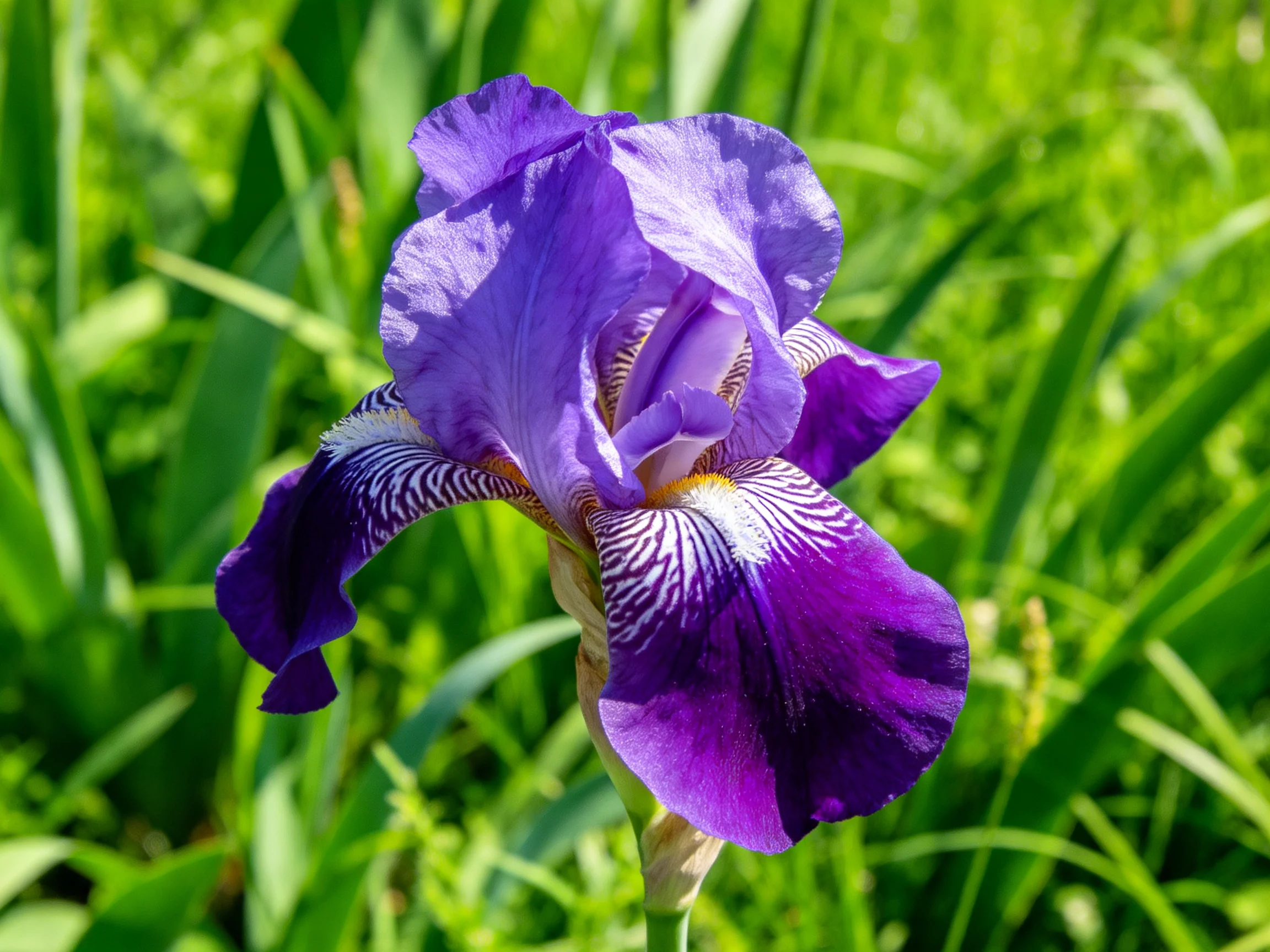 A vibrant purple iris with intricate petal patterns stands out among greenery