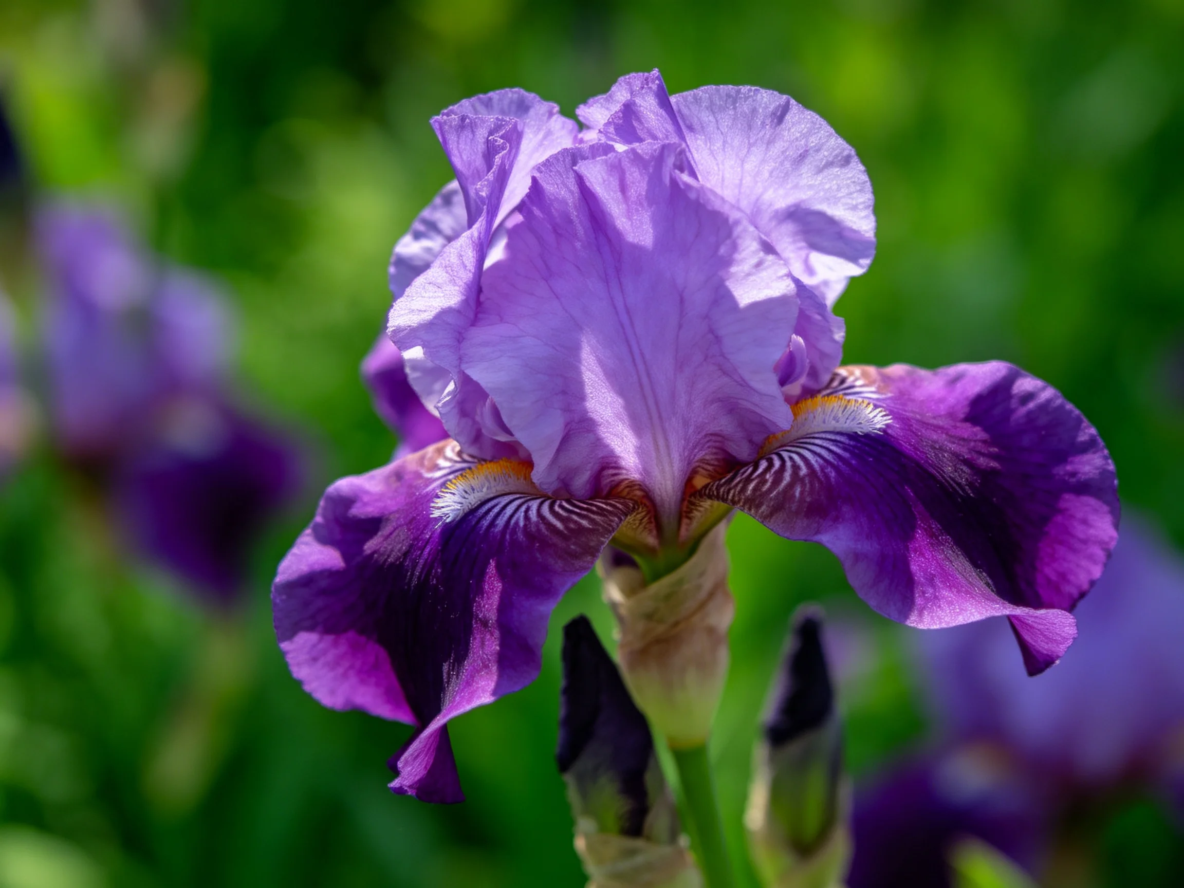 A vibrant purple iris with layered, detailed petals