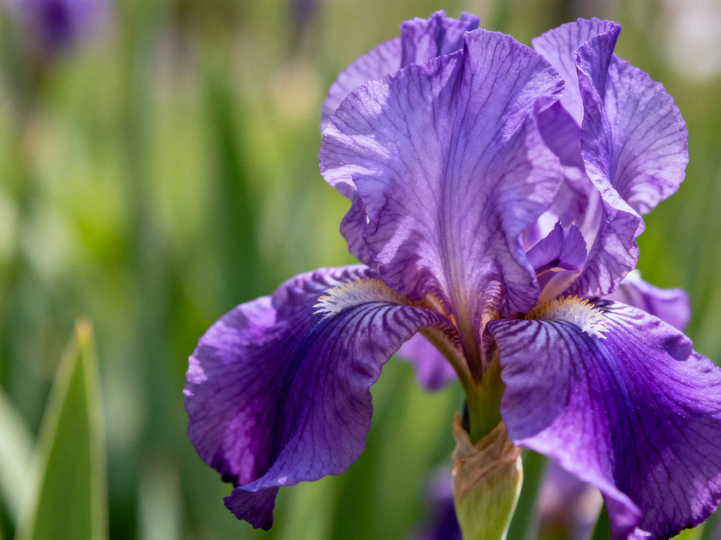 A vibrant purple iris with ruffled petals in a garden