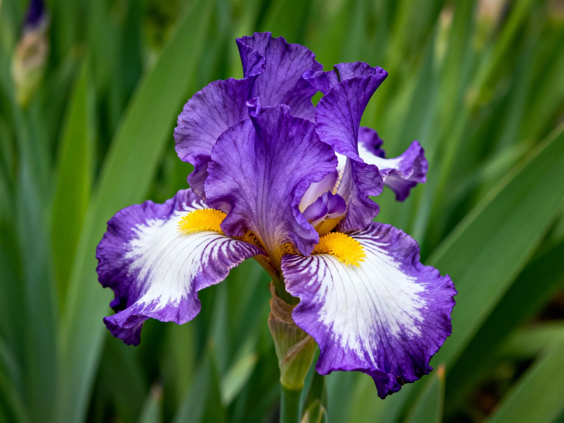 A vibrant purple iris with white and yellow accents amid green foliage