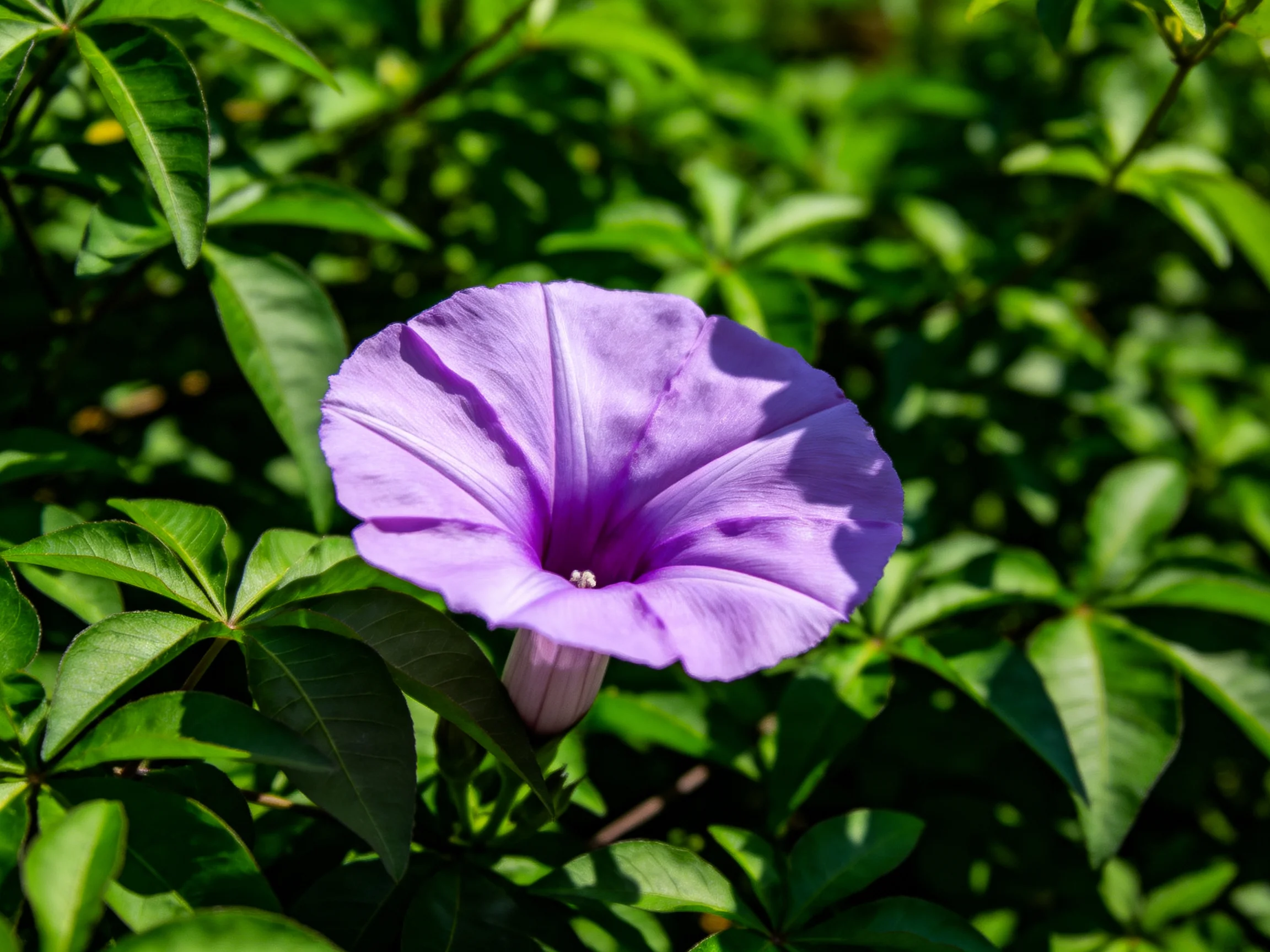 A vibrant purple morning glory blooms amid lush green foliage