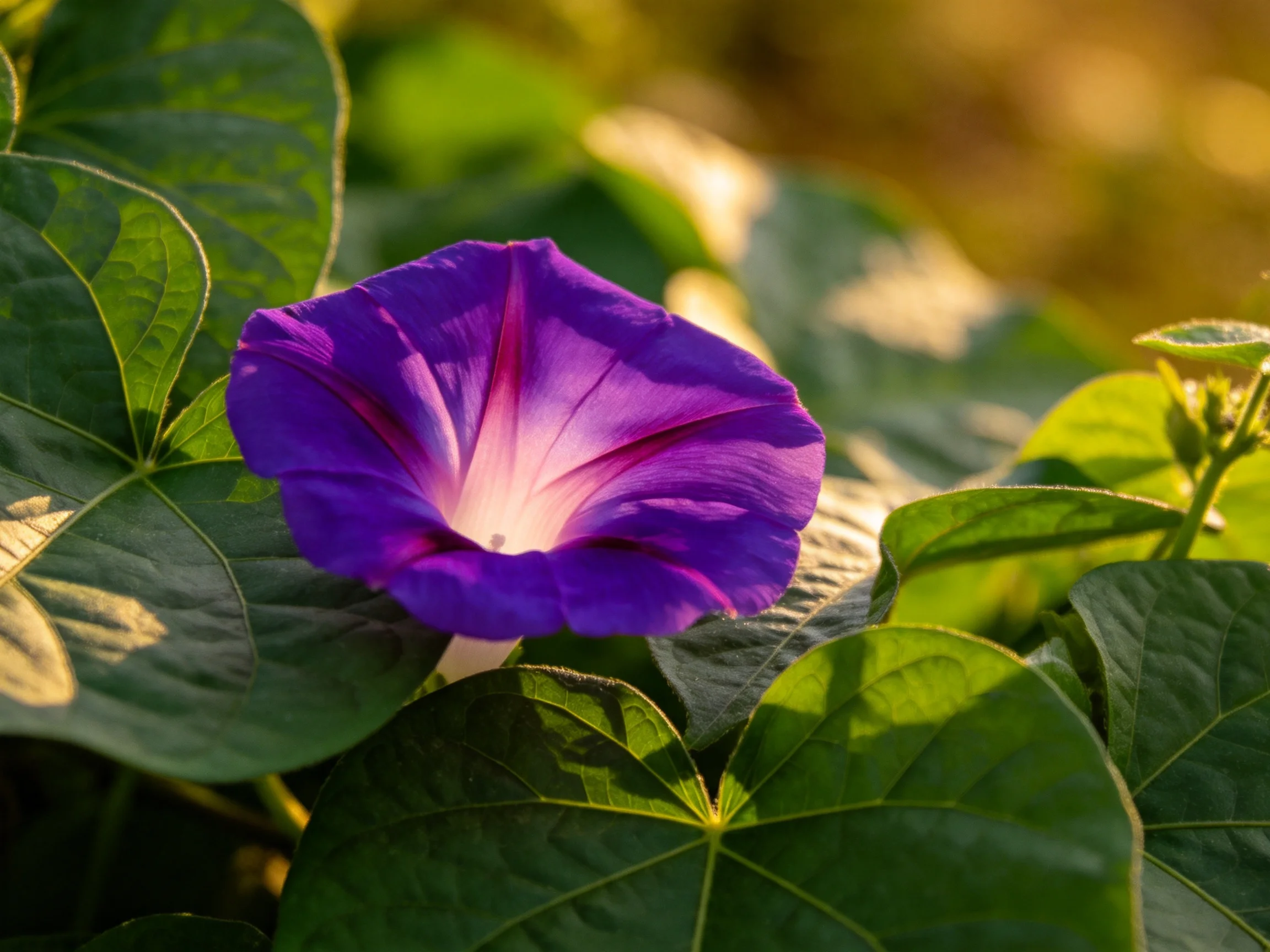 A vibrant purple morning glory blooms among lush green foliage