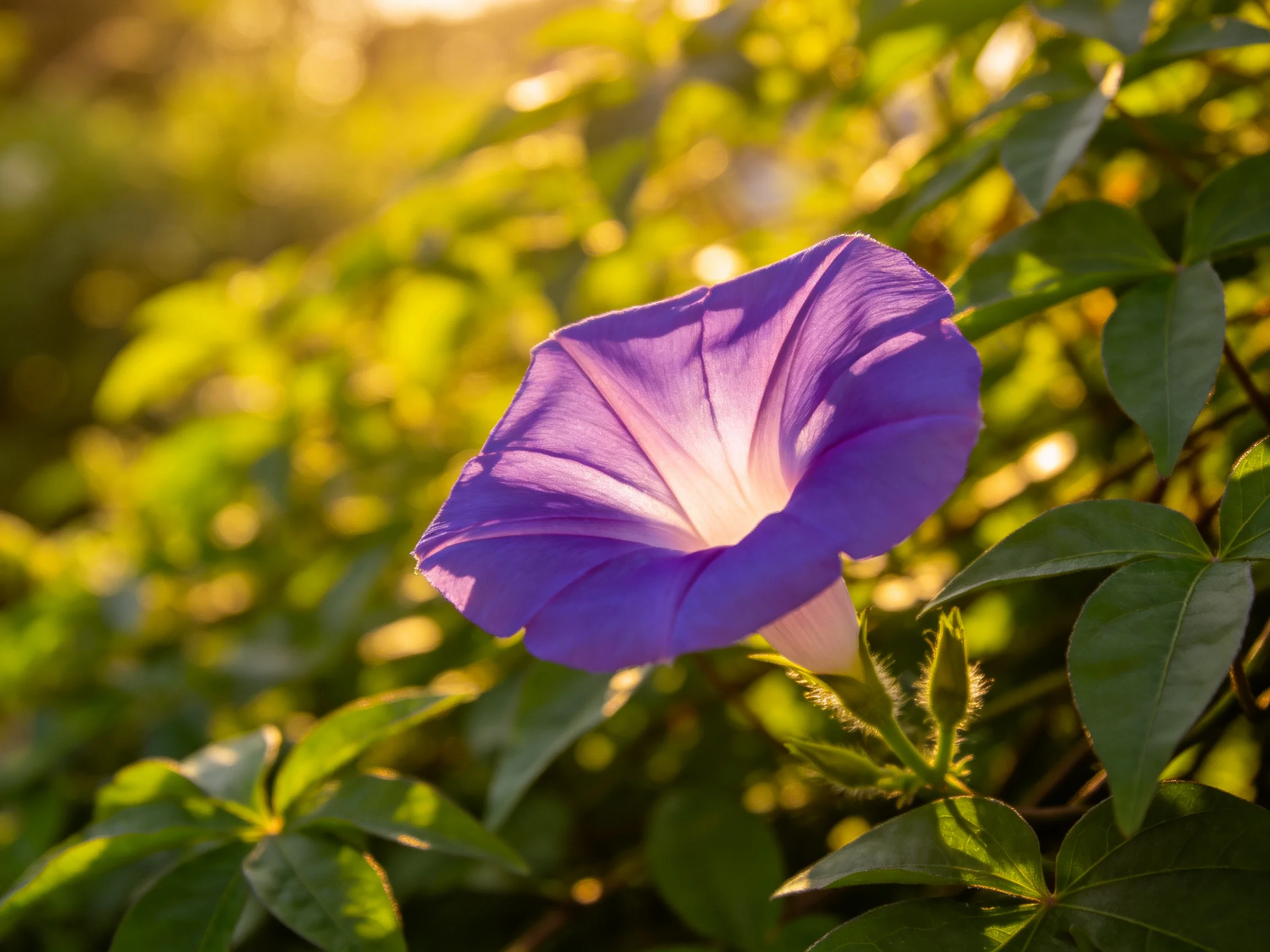A vibrant purple morning glory blooms among lush green foliage under golden sunlight