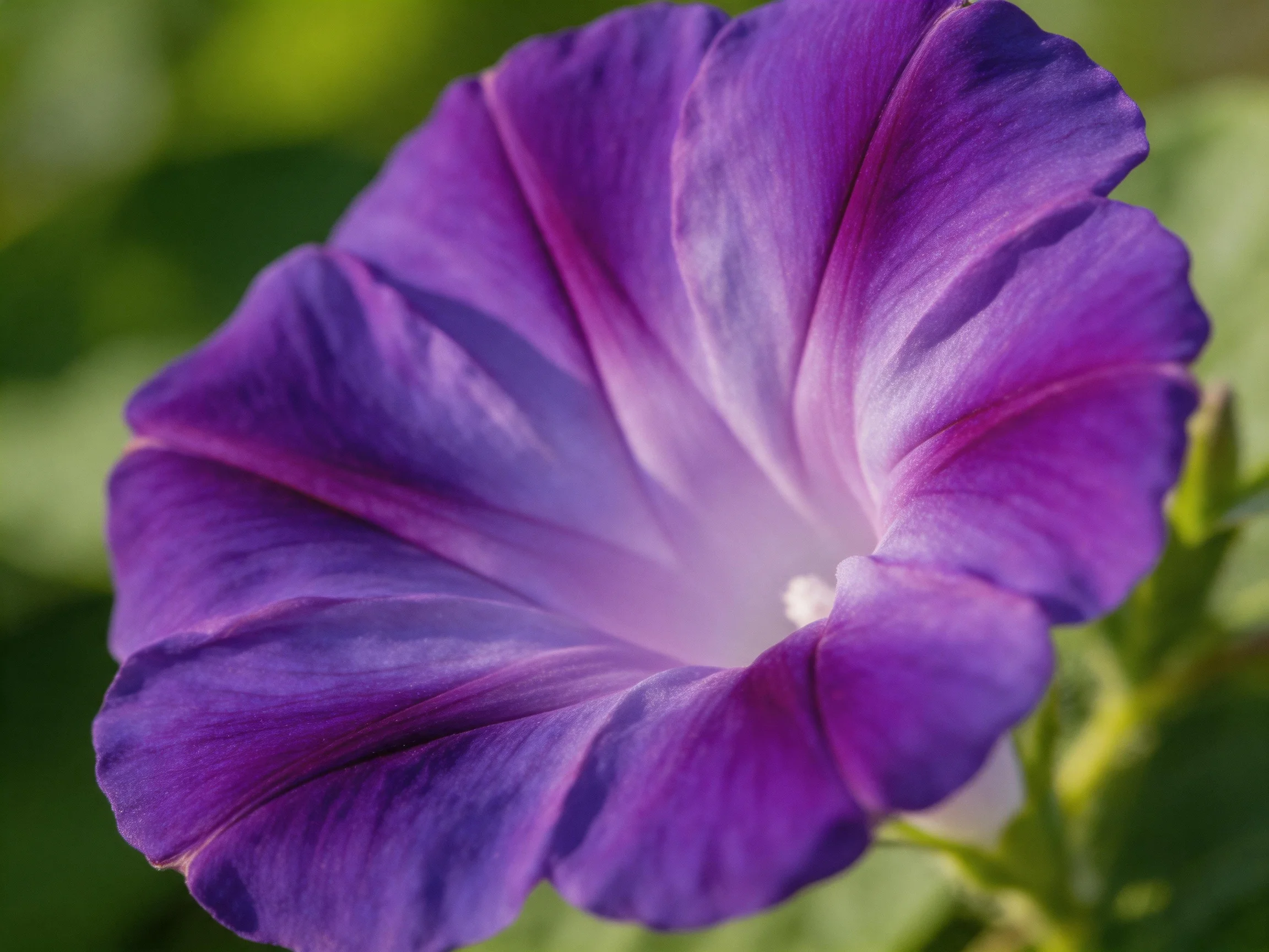 A vibrant purple morning glory flower in sharp focus