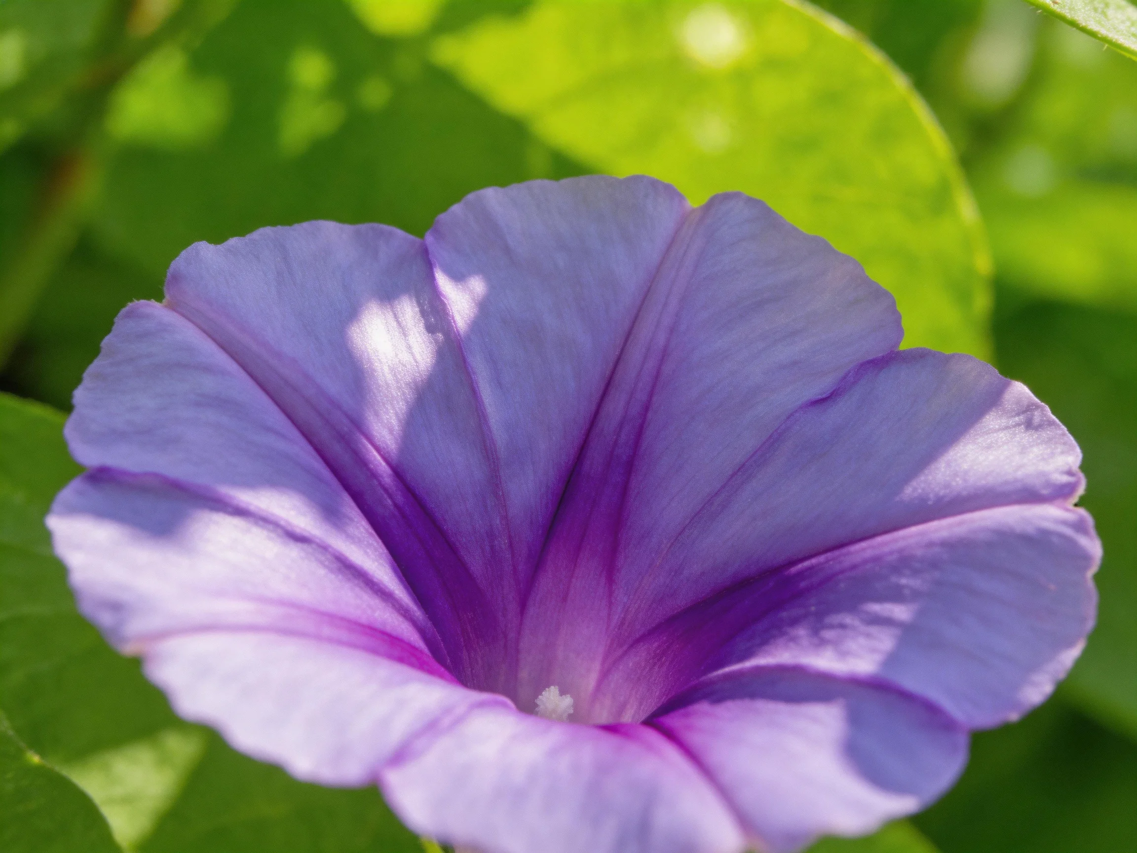 A vibrant purple morning glory flower surrounded by lush green foliage