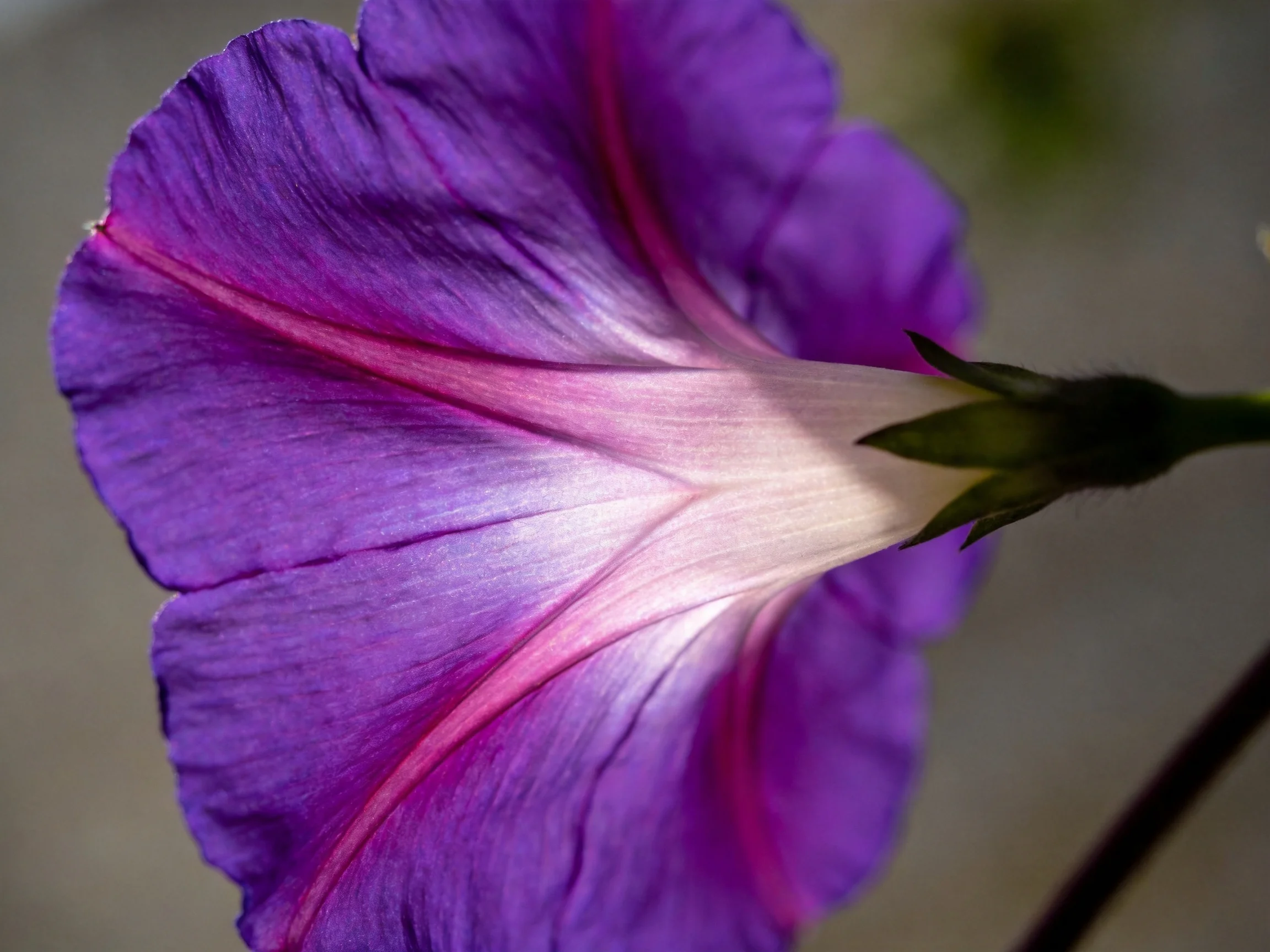 A vibrant purple morning glory flower with pink streaks and soft lighting