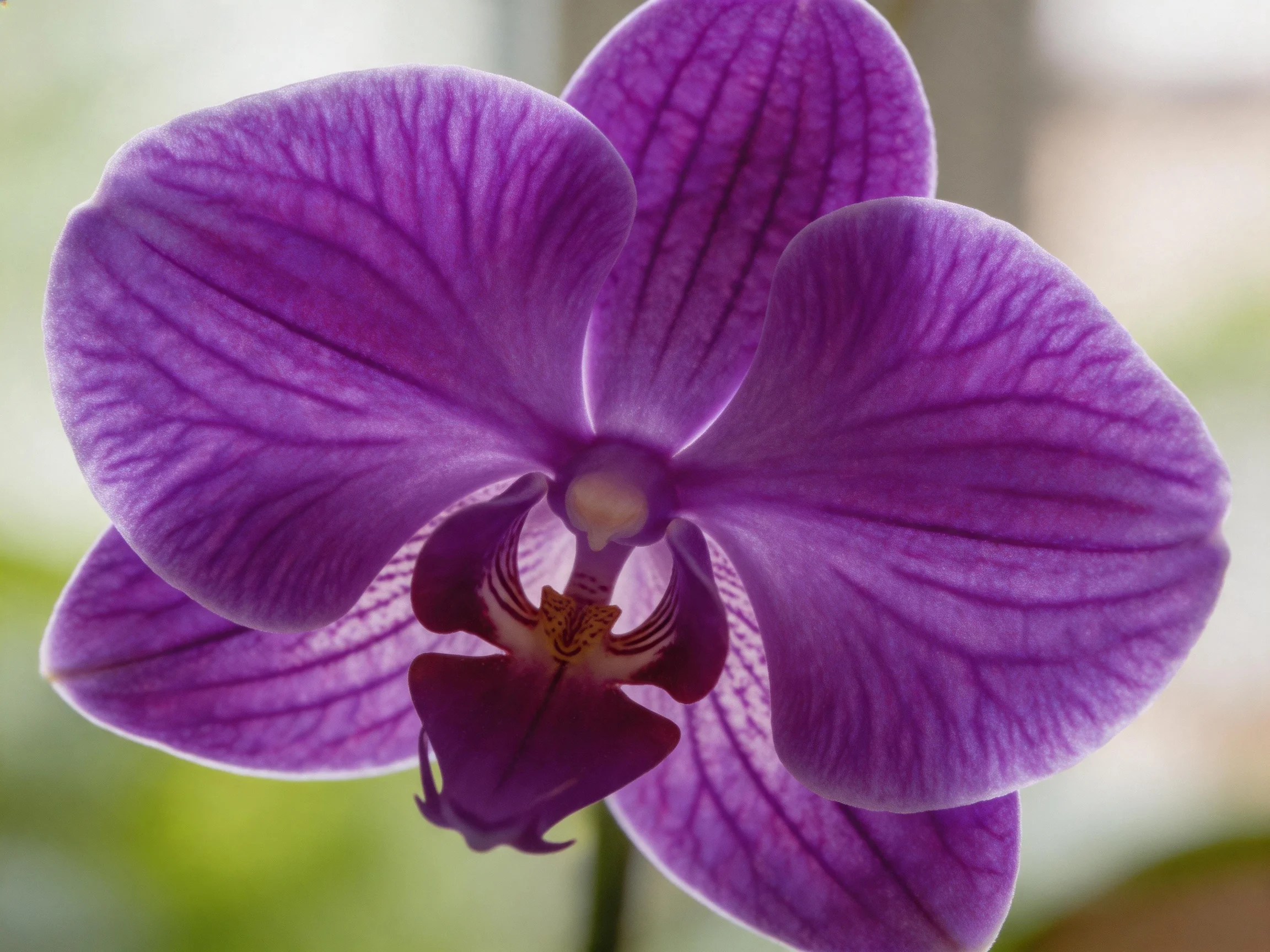 A vibrant purple orchid with intricate petal vein patterns