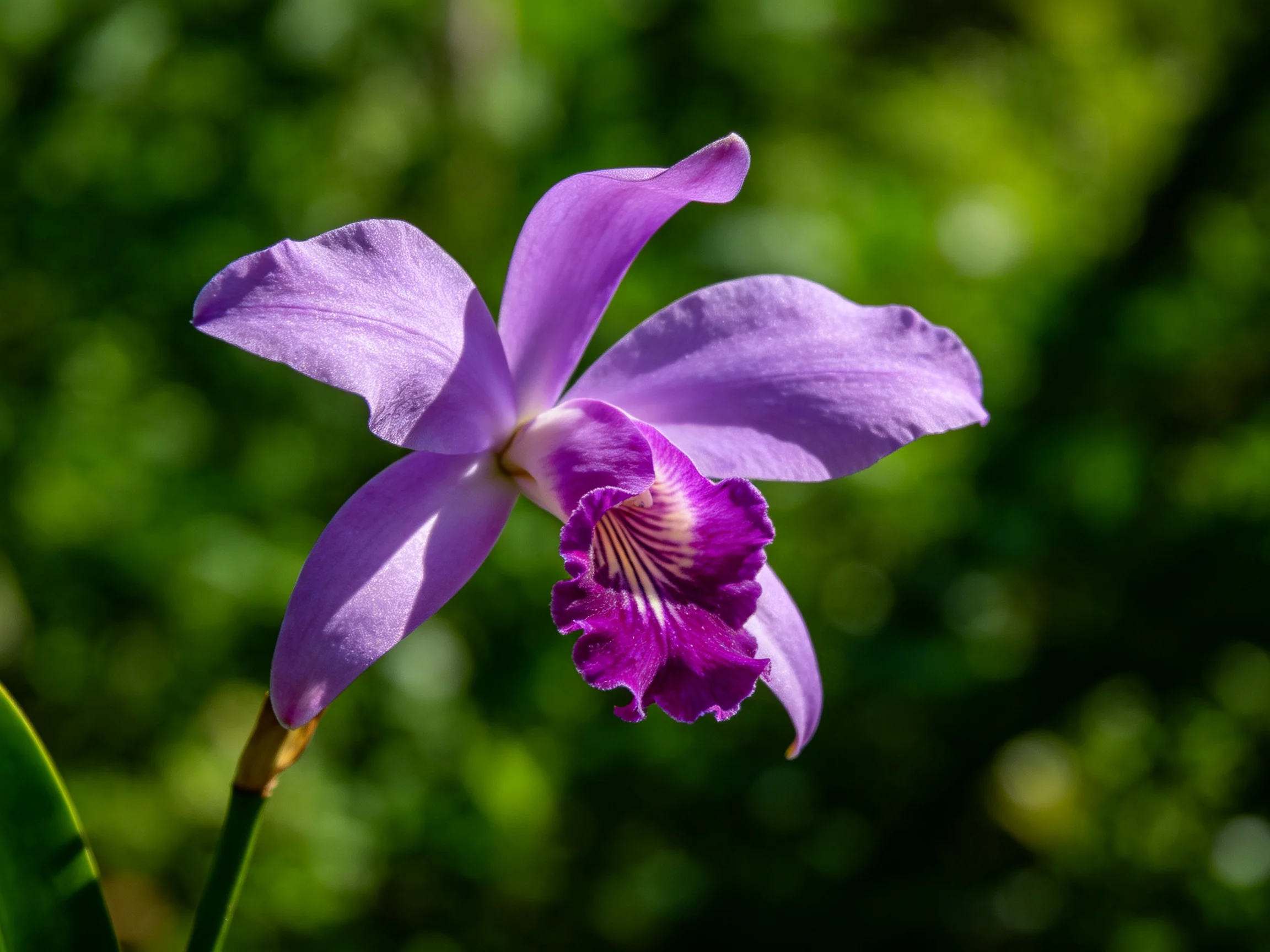 A vibrant purple orchid with ruffled petals near green foliage