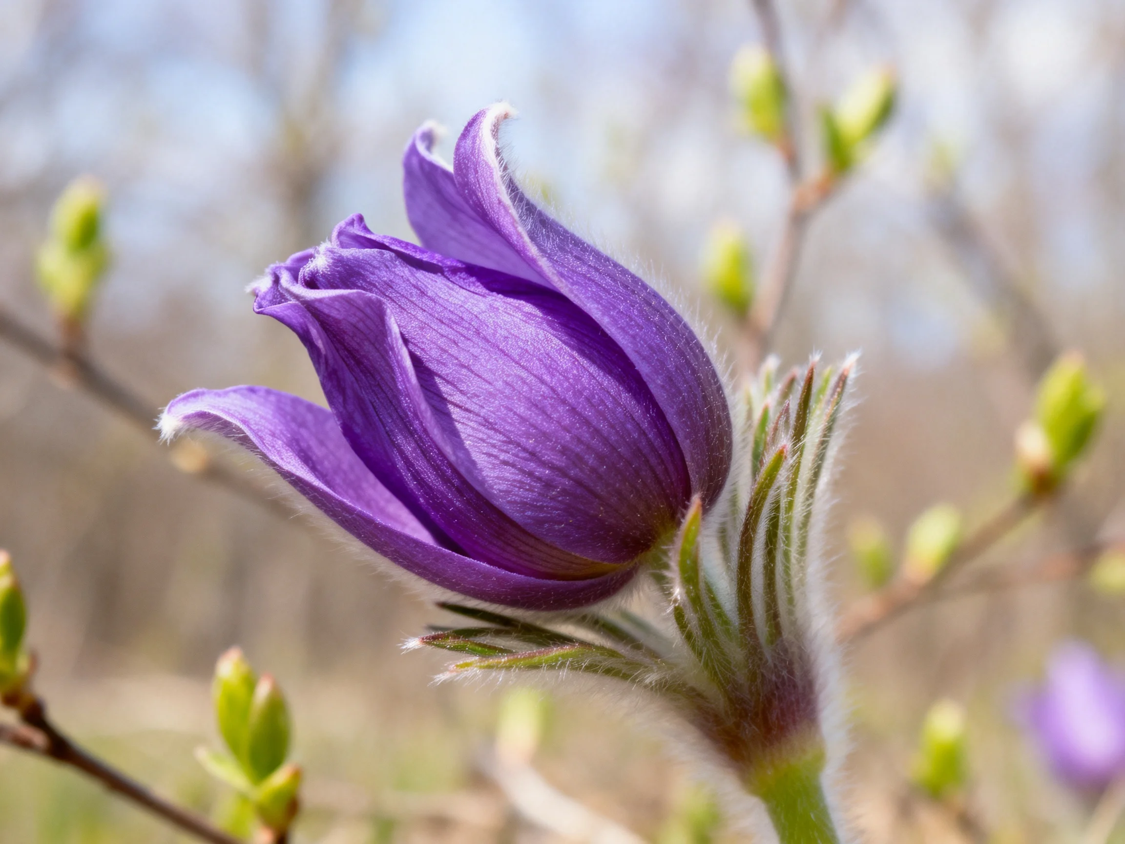 A vibrant purple pasqueflower bud amid budding branches