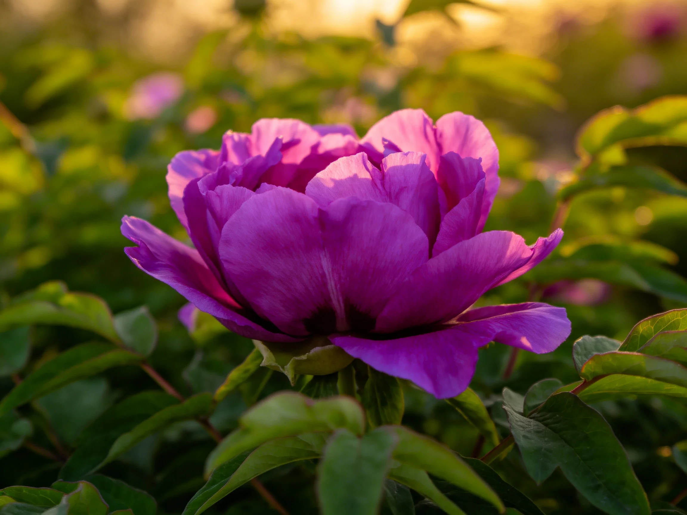A vibrant purple peony blooms amid lush green foliage