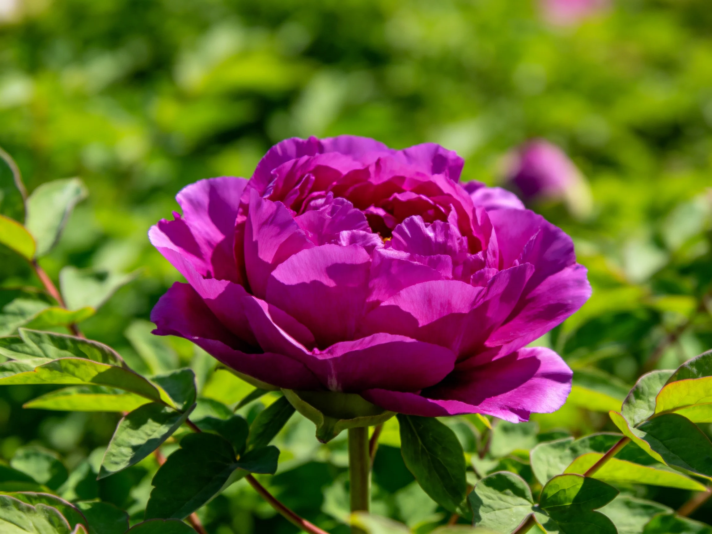 A vibrant purple peony blooms amid lush green foliage