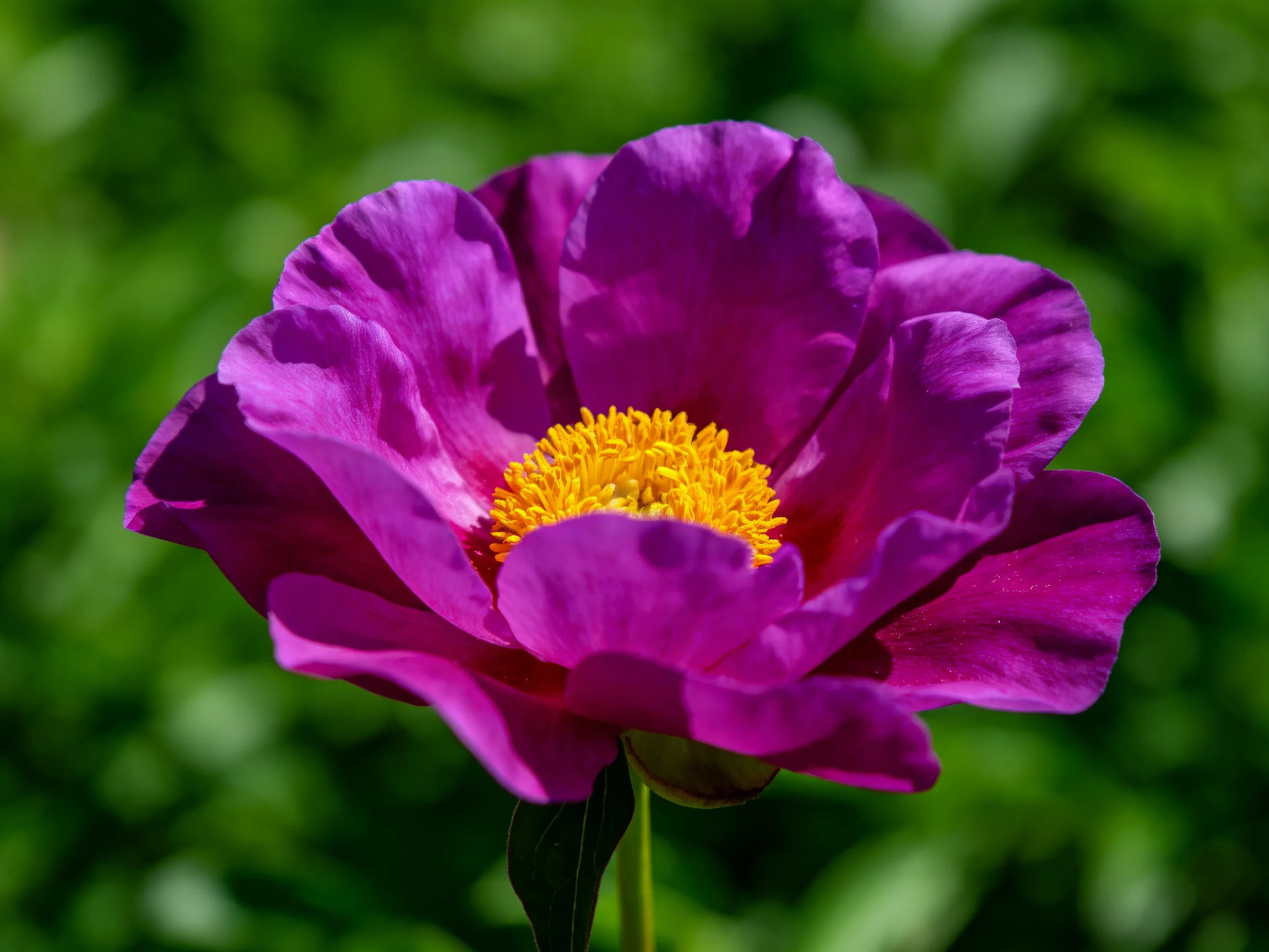 A vibrant purple peony with a bright yellow center against green foliage