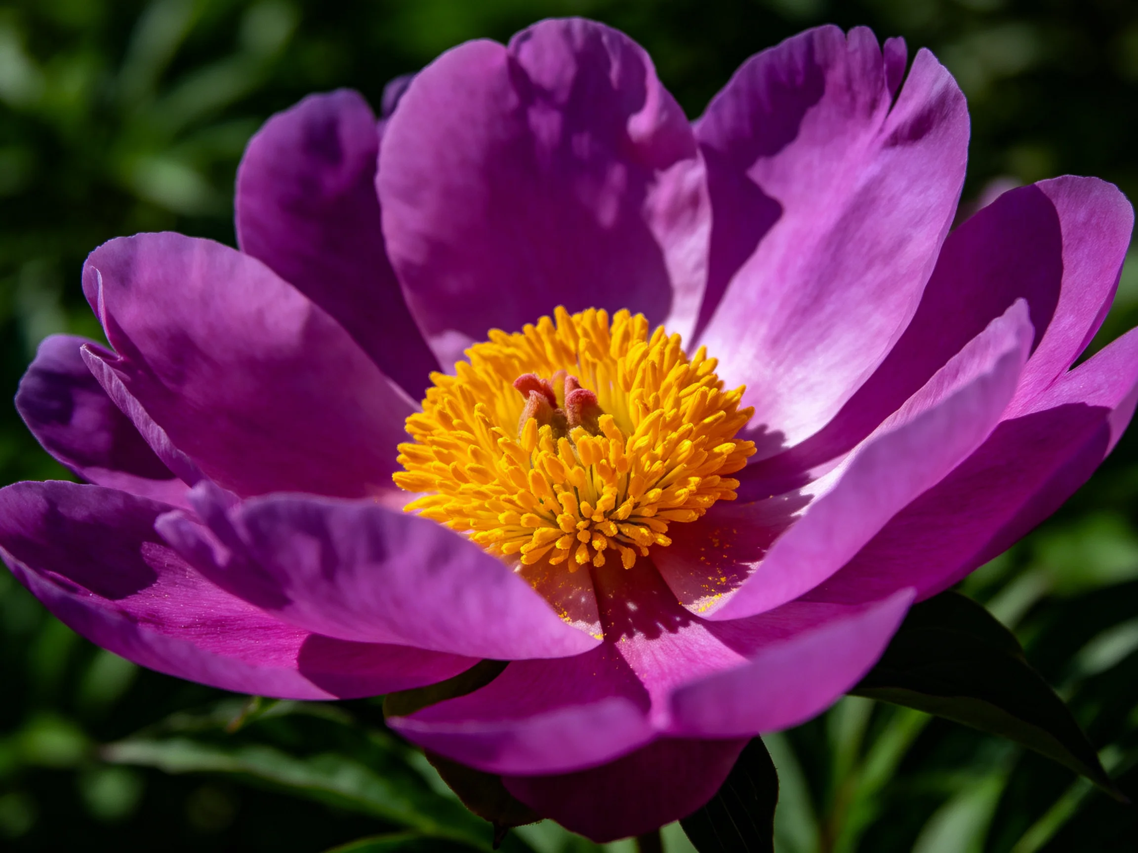 A vibrant purple peony with a bright yellow central bloom