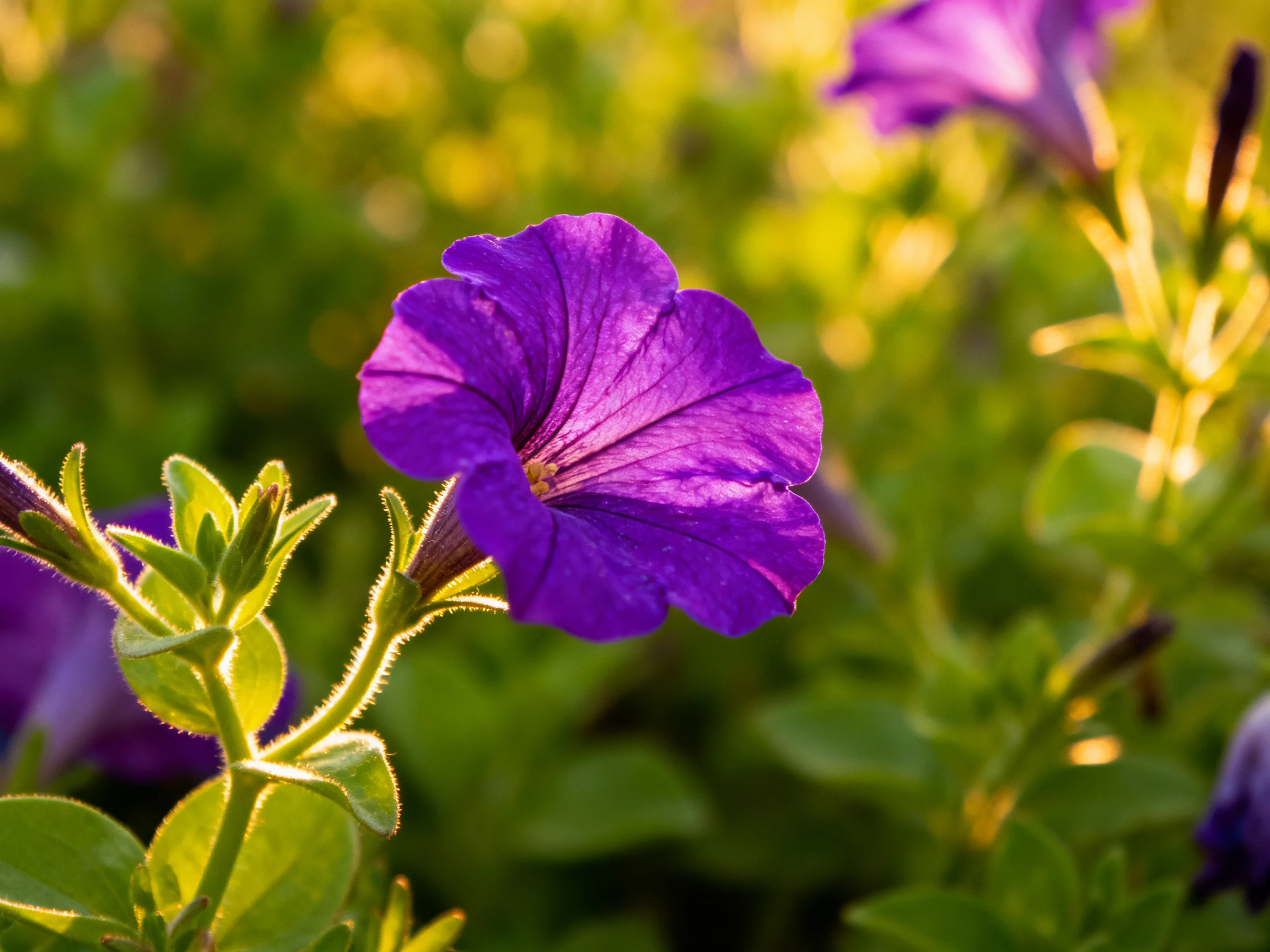 A vibrant purple petunia blooms among lush green foliage under golden sunlight