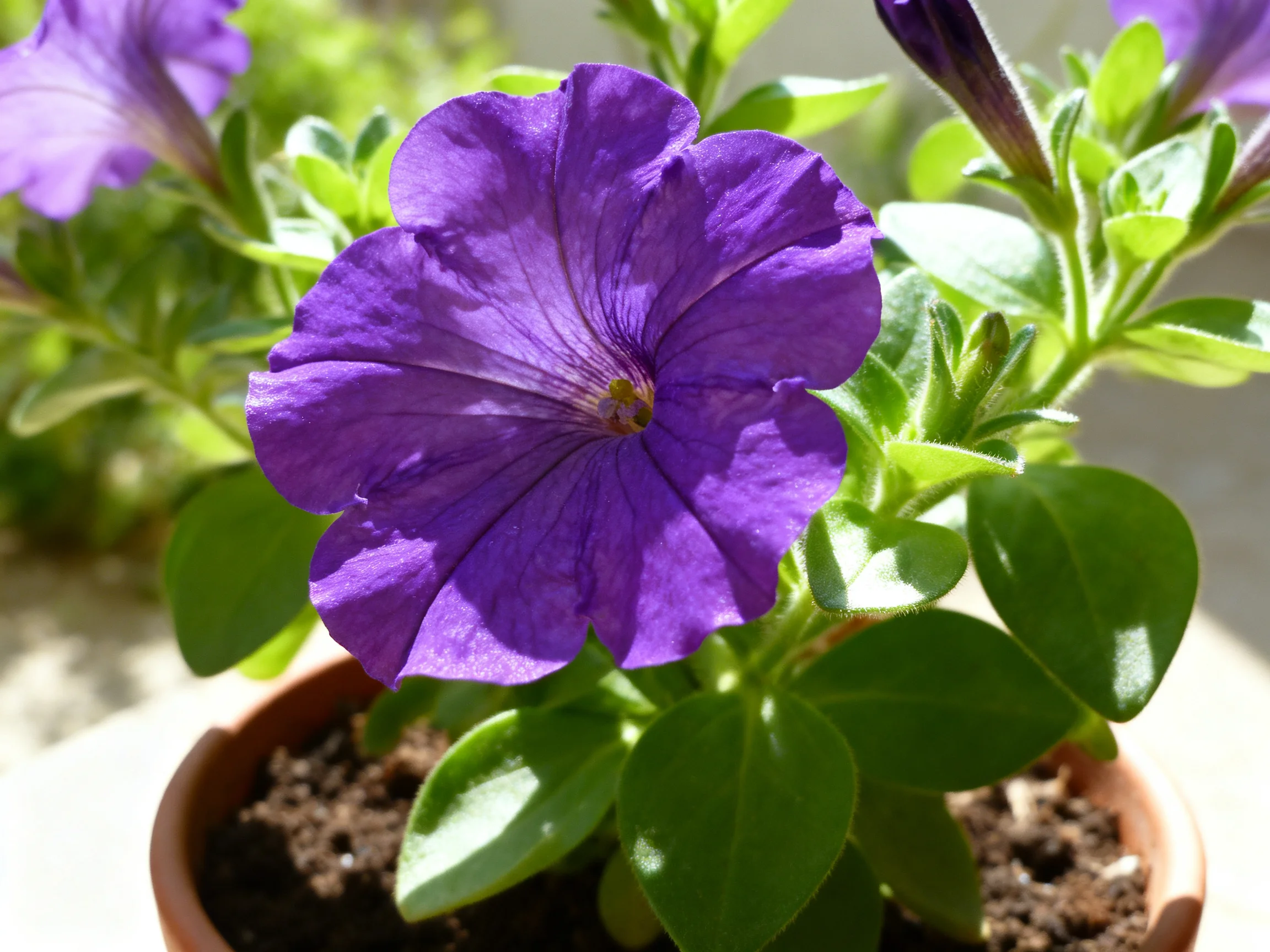 A vibrant purple petunia blooms in a terracotta pot with lush green foliage