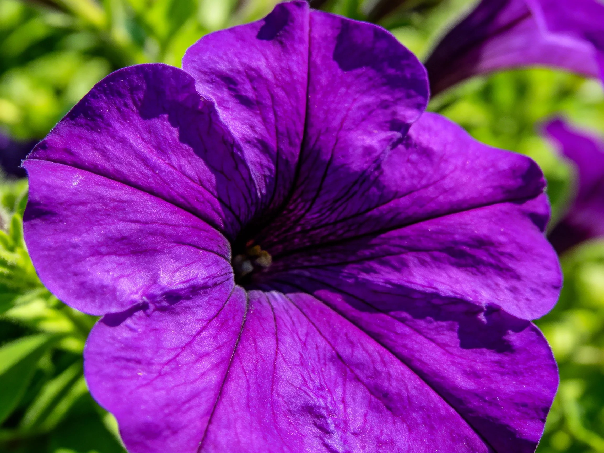 A vibrant purple petunia flower with lush green foliage