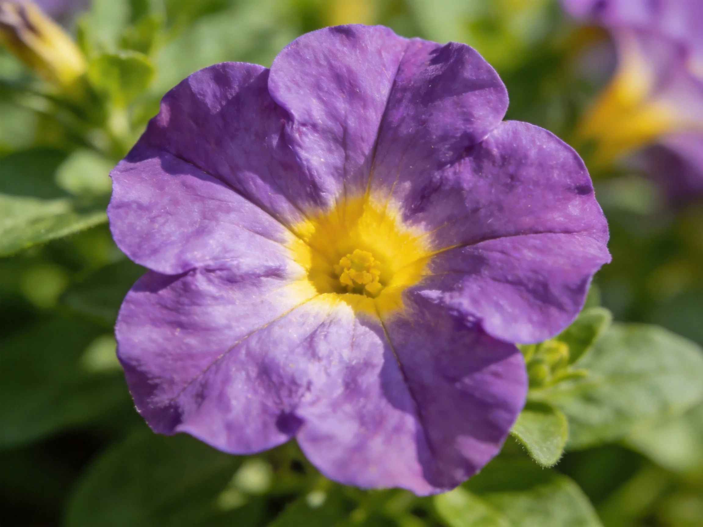 A vibrant purple petunia with a bright yellow center amid green foliage