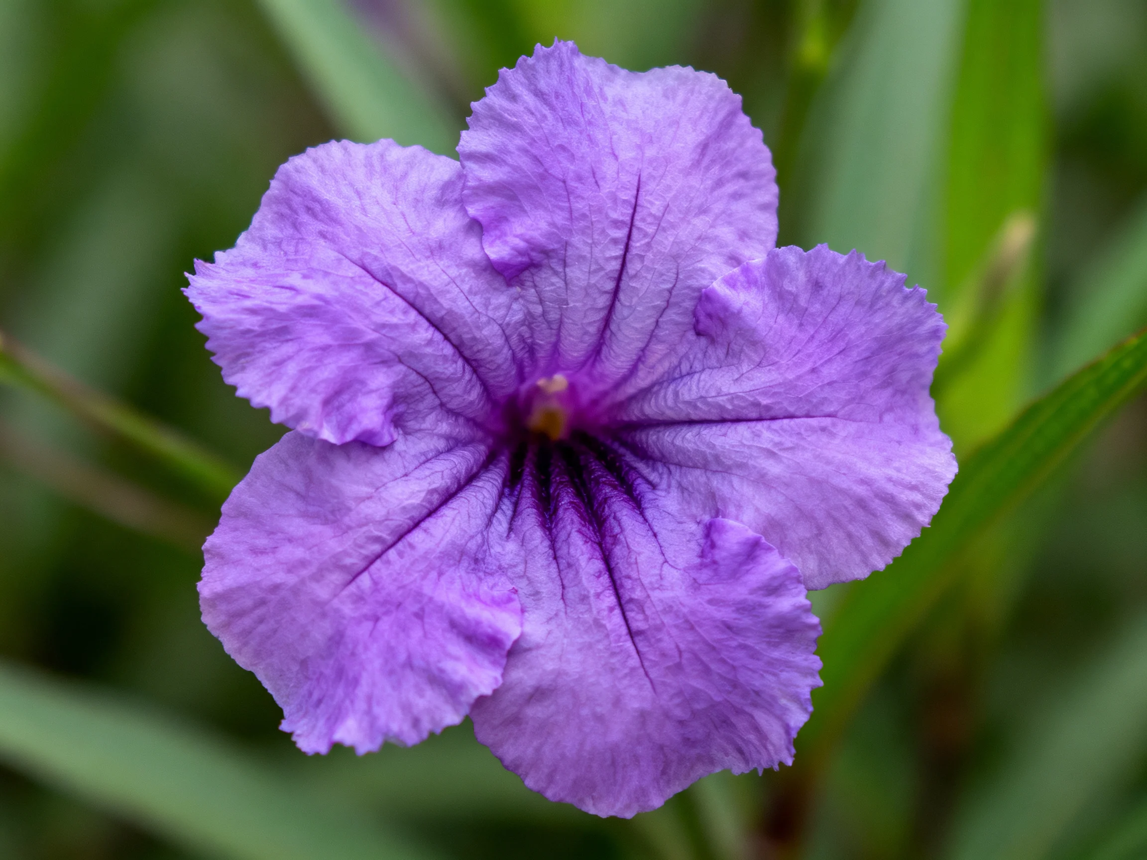 A vibrant purple petunia with ruffled edges among green foliage