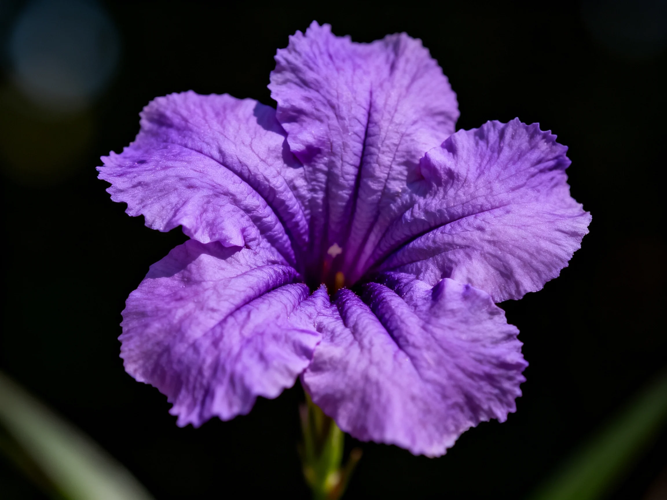 A vibrant purple petunia with ruffled petals against a dark backdrop
