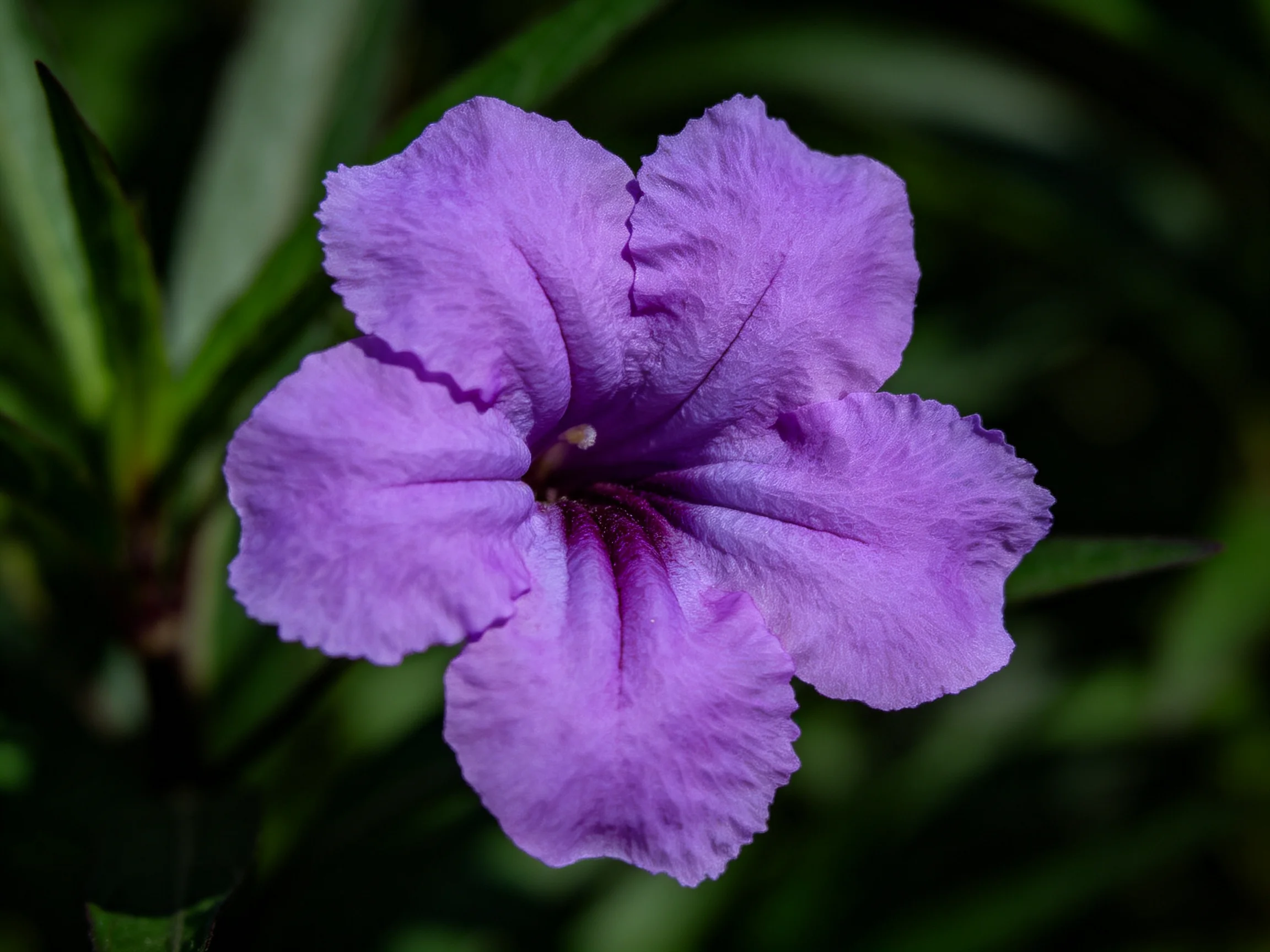 A vibrant purple petunia with ruffled petals against dark foliage