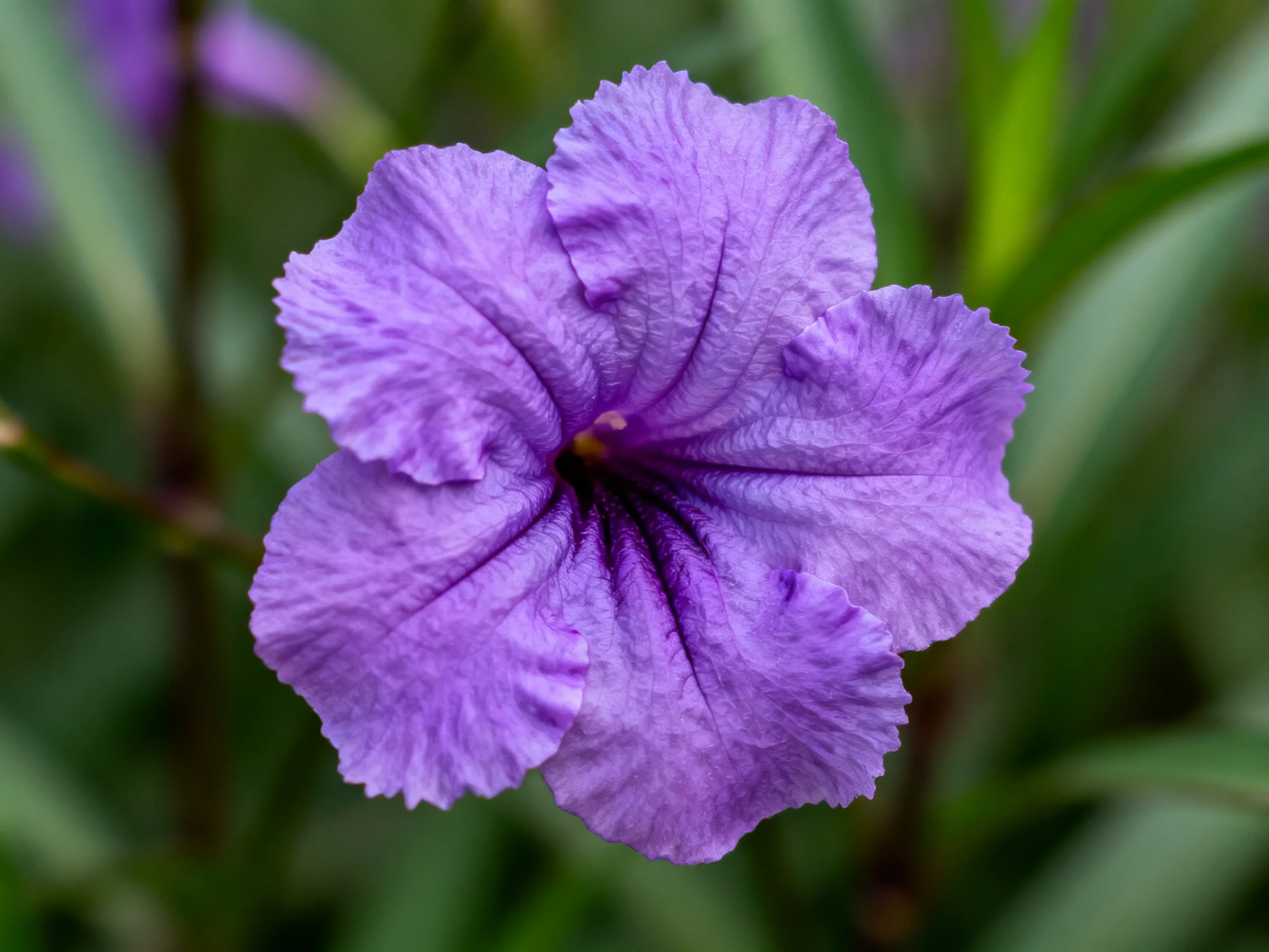A vibrant purple petunia with ruffled, textured petals