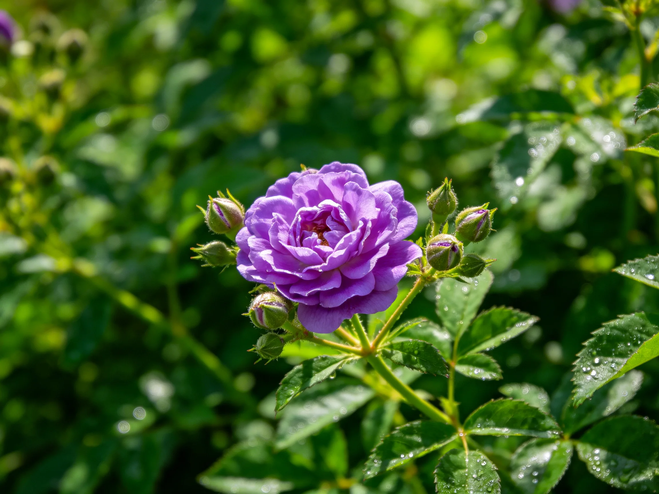 A vibrant purple rose blooms amid lush green foliage with unopened buds