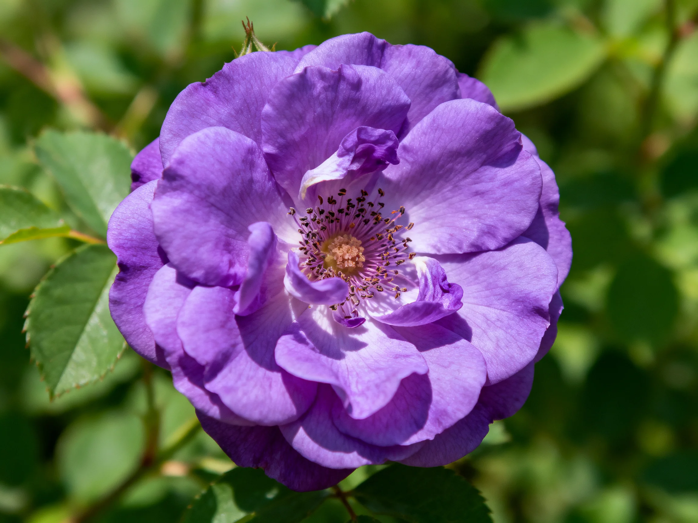 A vibrant purple rose with layered petals