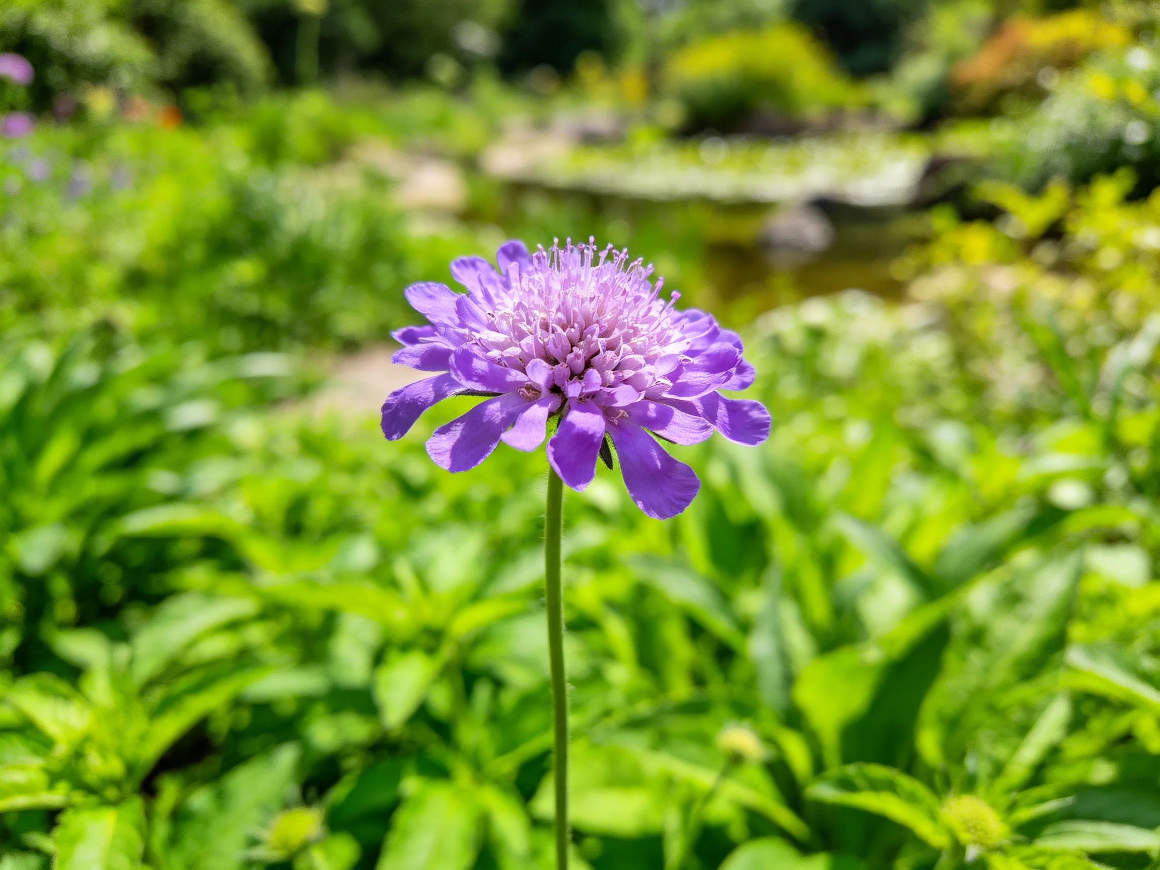 A vibrant purple scabiosa flower stands among lush green foliage