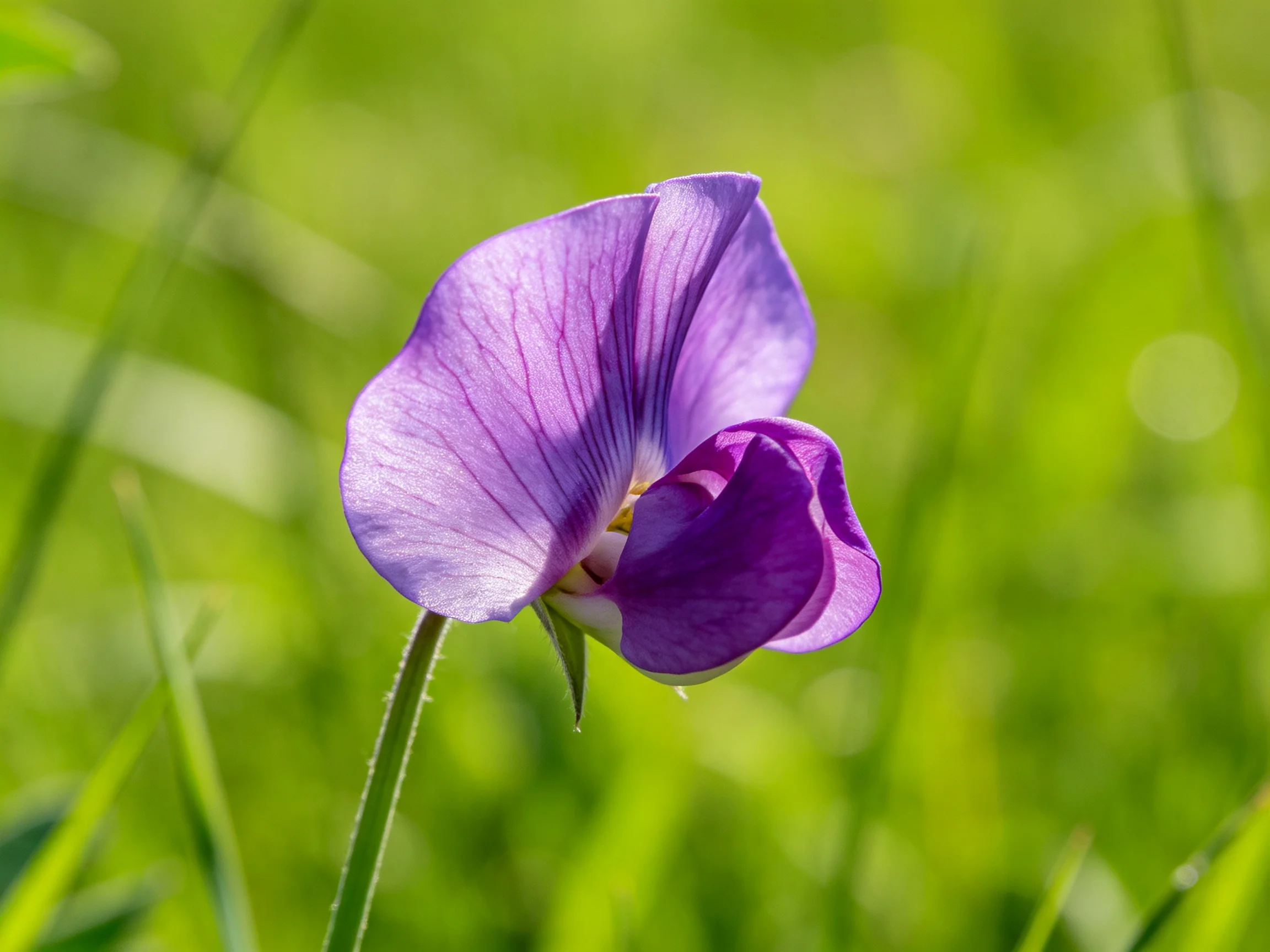 A vibrant purple sweet pea blooms amid lush green grass
