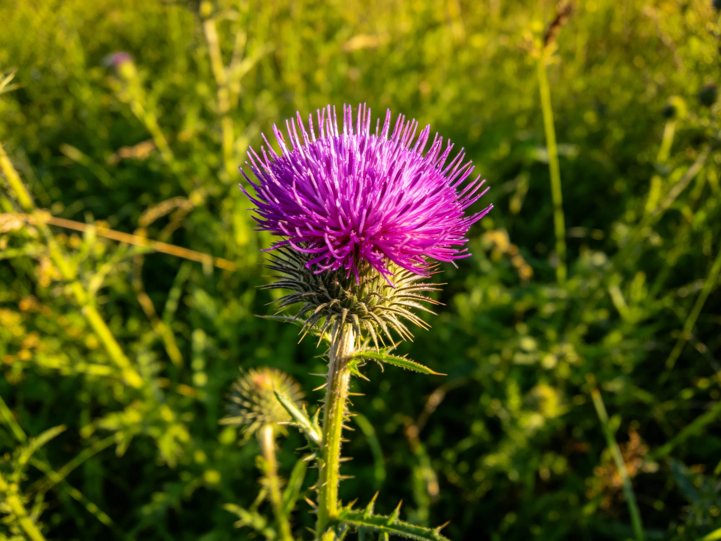 A vibrant purple thistle blooms amid lush green foliage