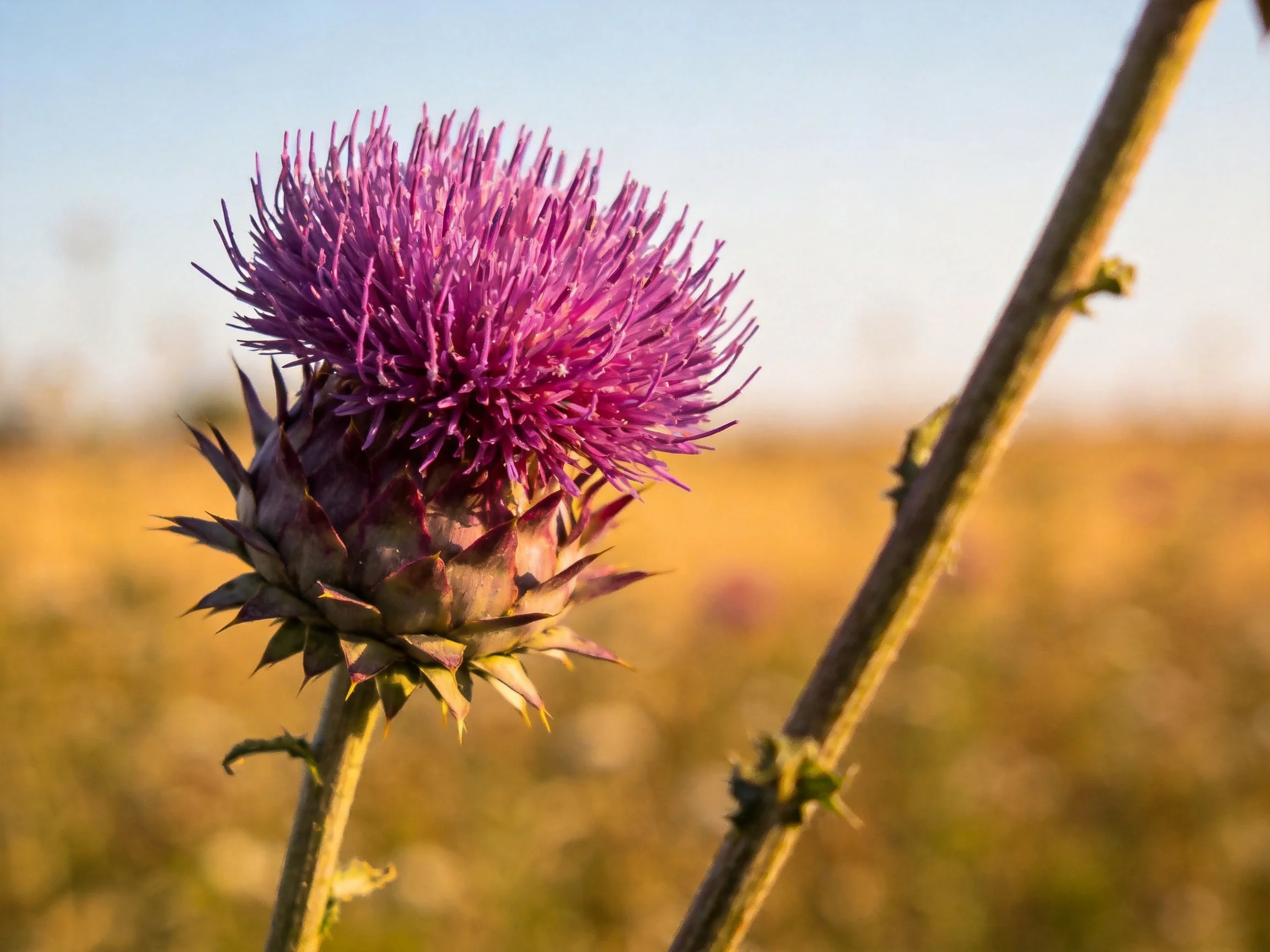 A vibrant purple thistle blooms in a sunlit open field