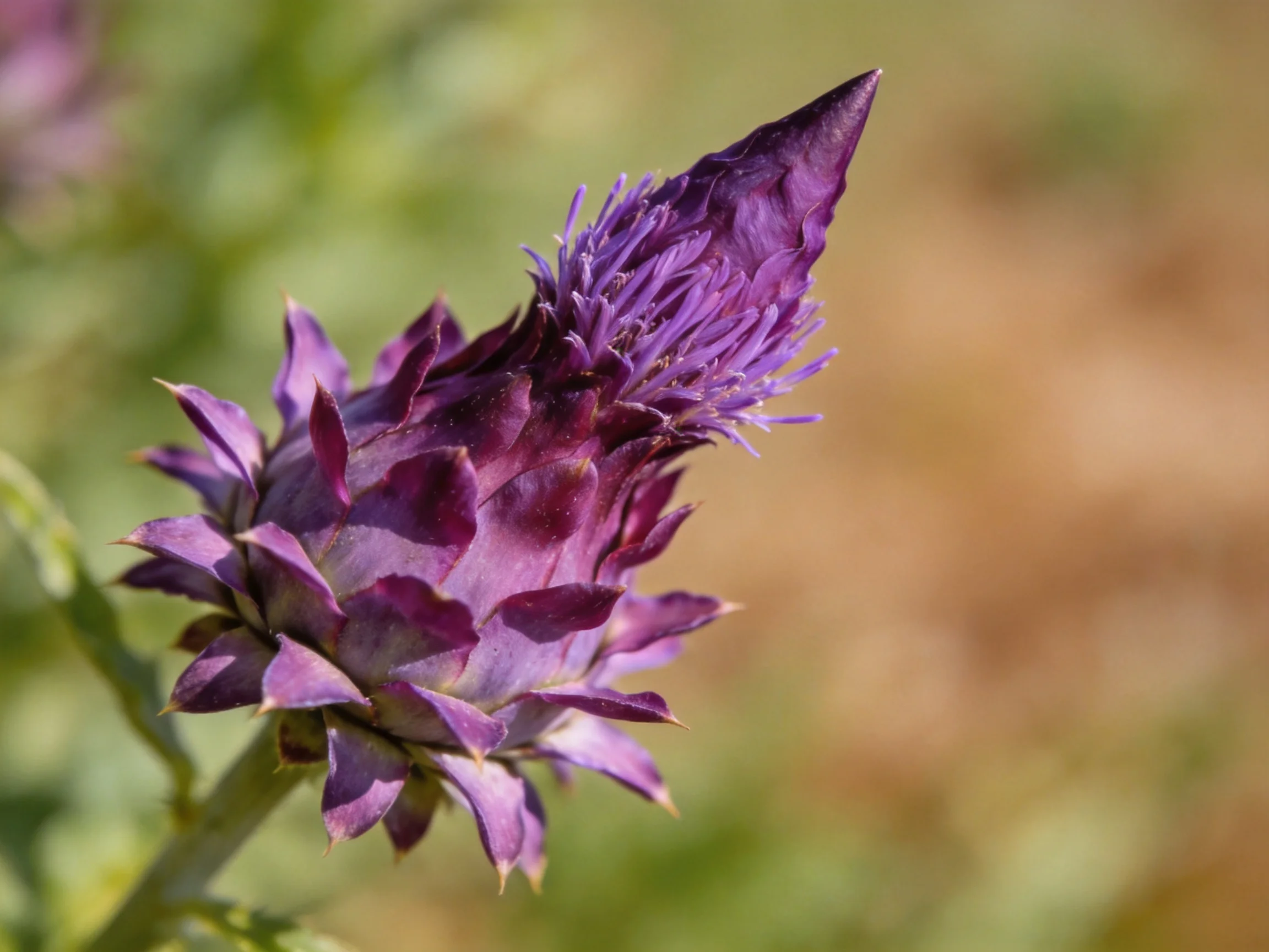A vibrant purple thistle bud with sharp, pointed petals
