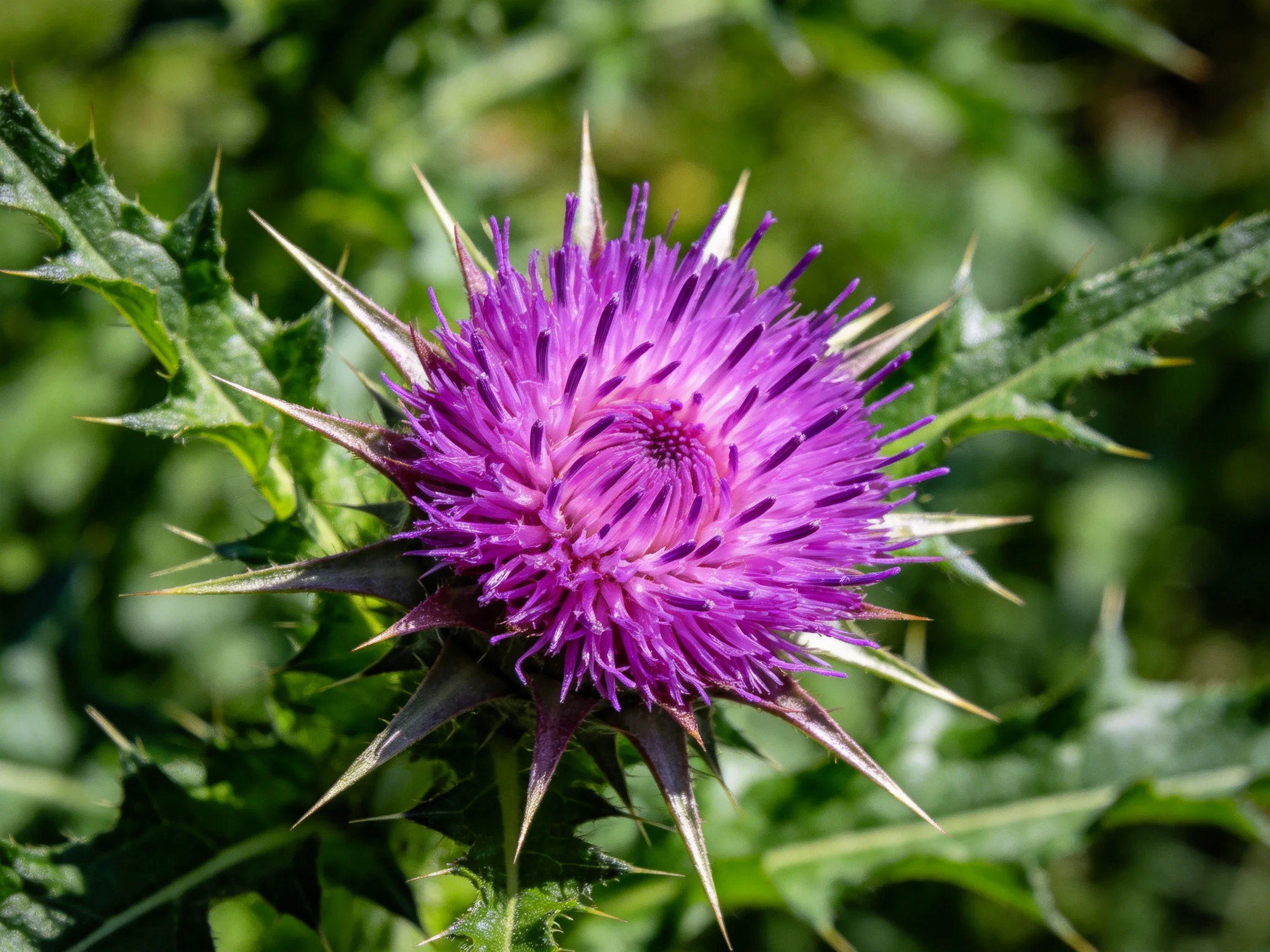 A vibrant purple thistle flower with sharp spines among green foliage