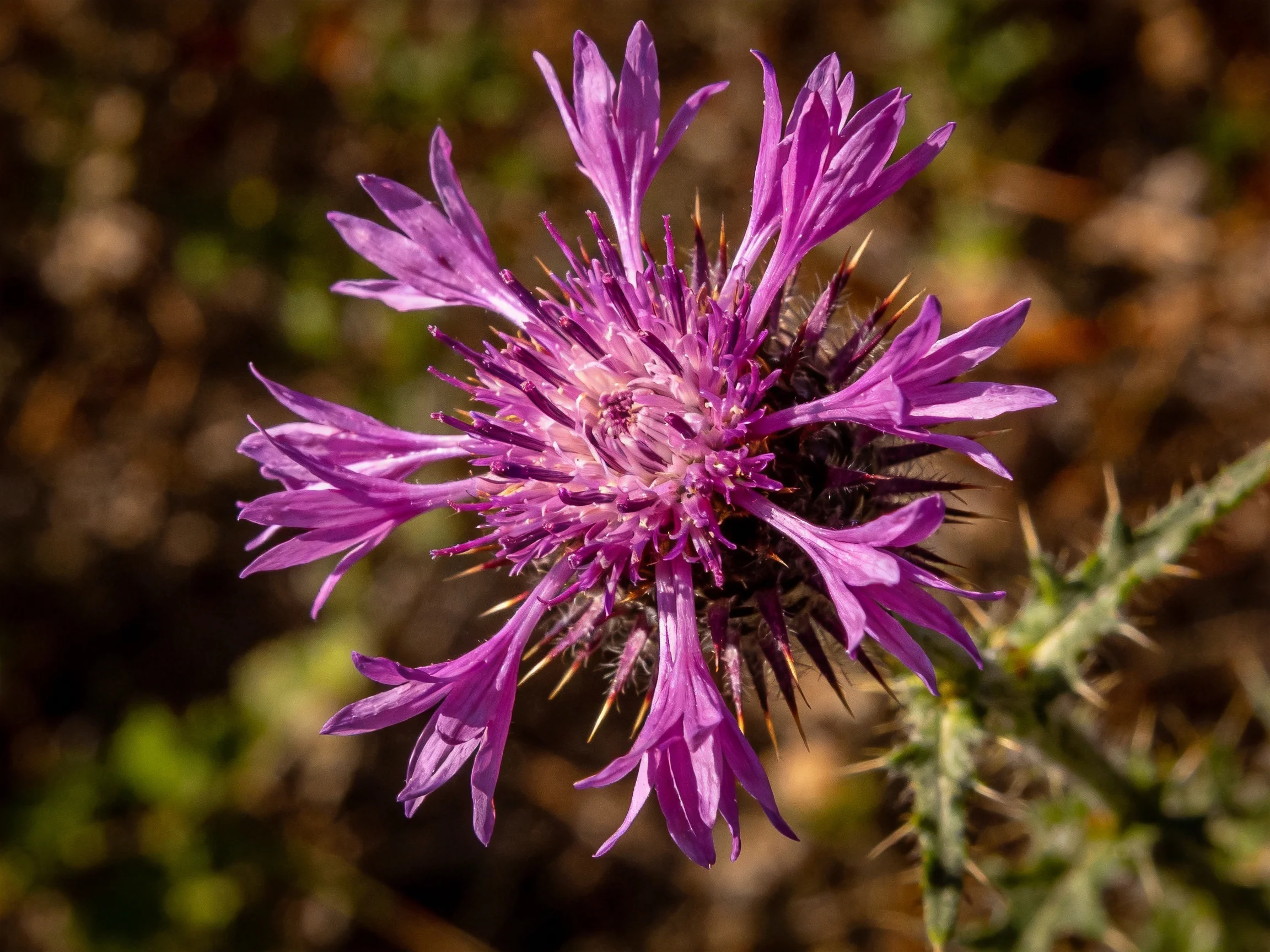 A vibrant purple thistle flower with spiky central core