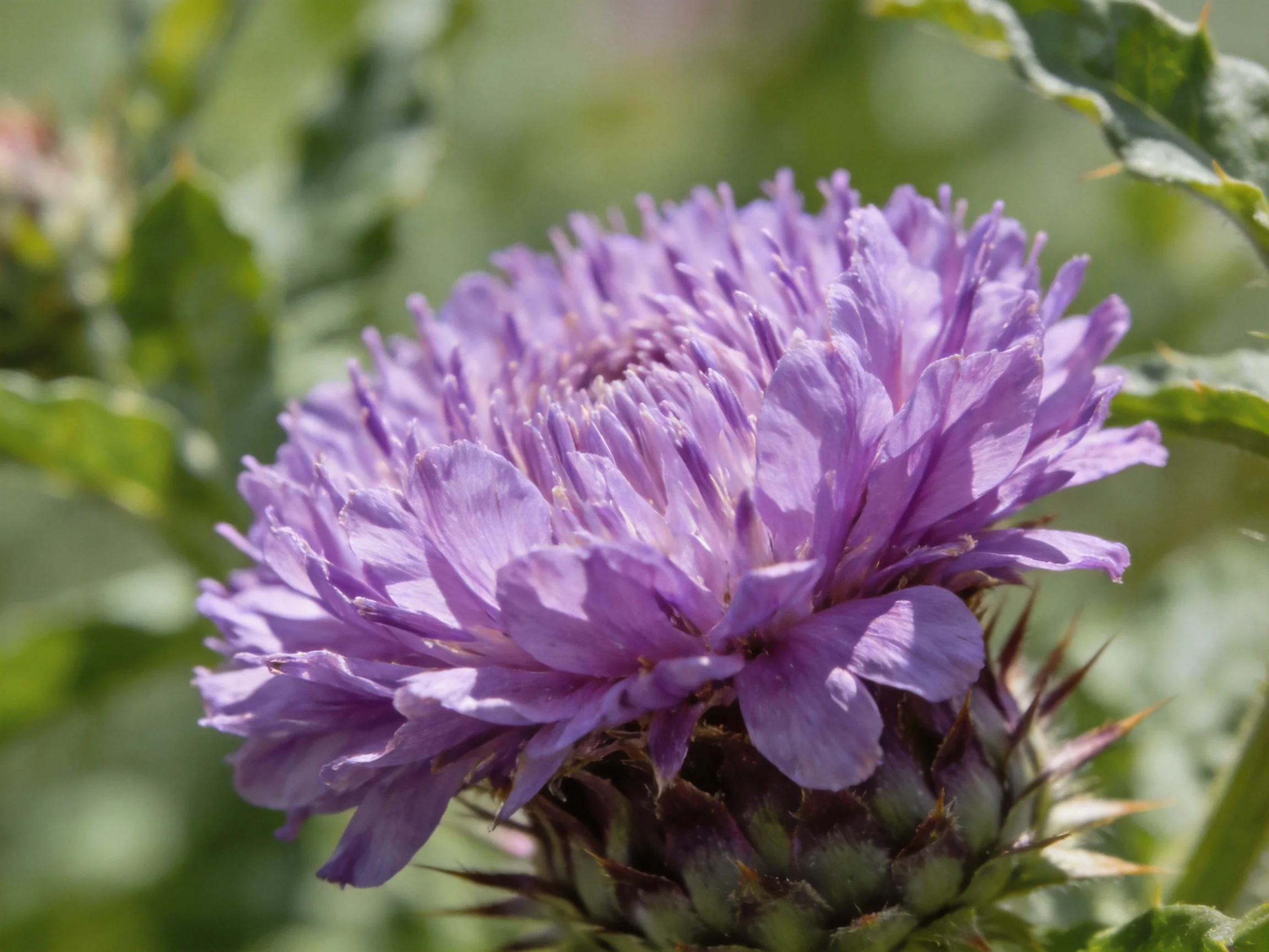 A vibrant purple thistle flower with spiky green base
