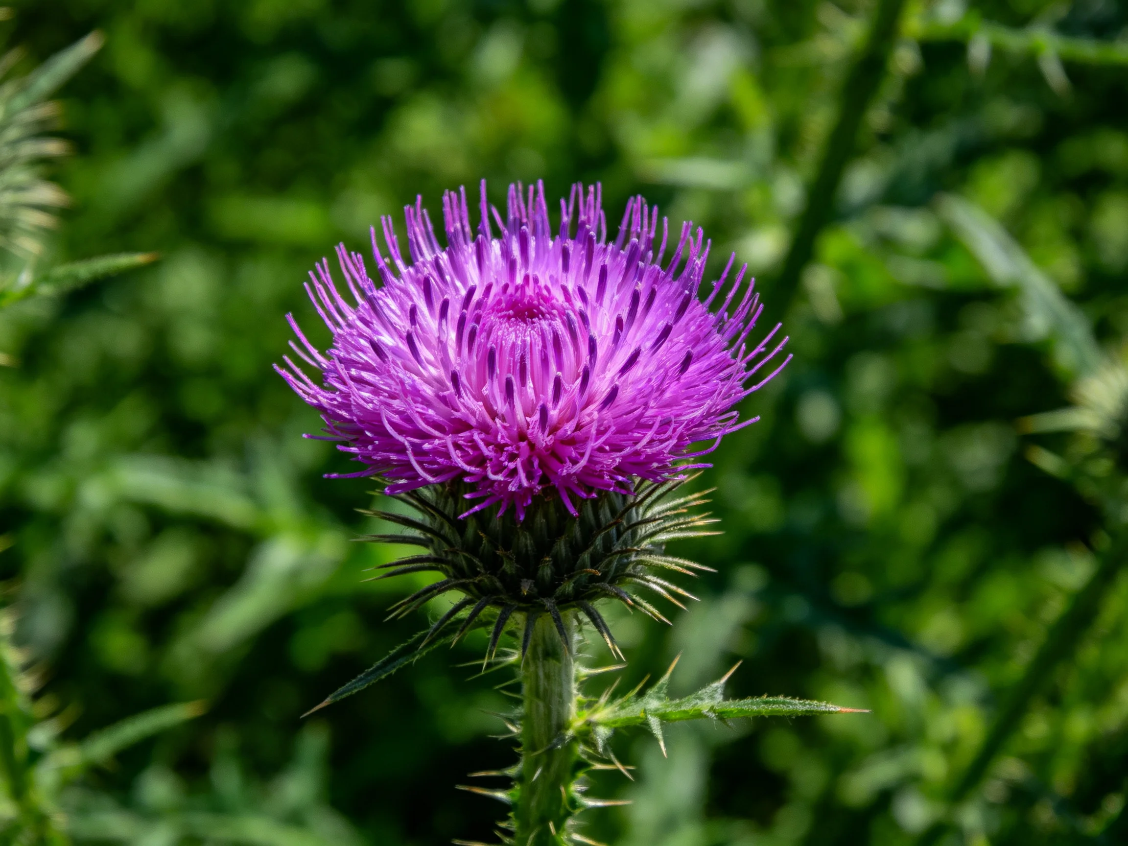 A vibrant purple thistle flower with spiky green stem